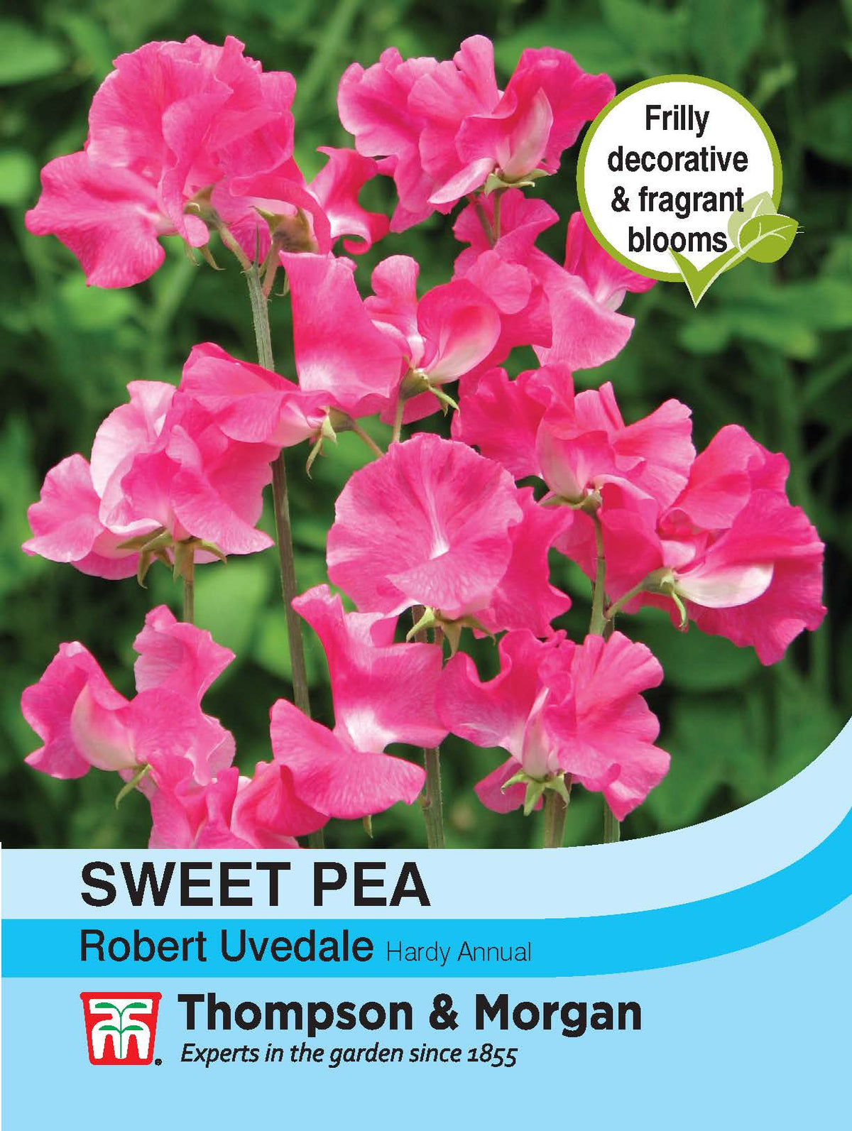 Sweet Pea Robert Uvedale- Pack of seeds