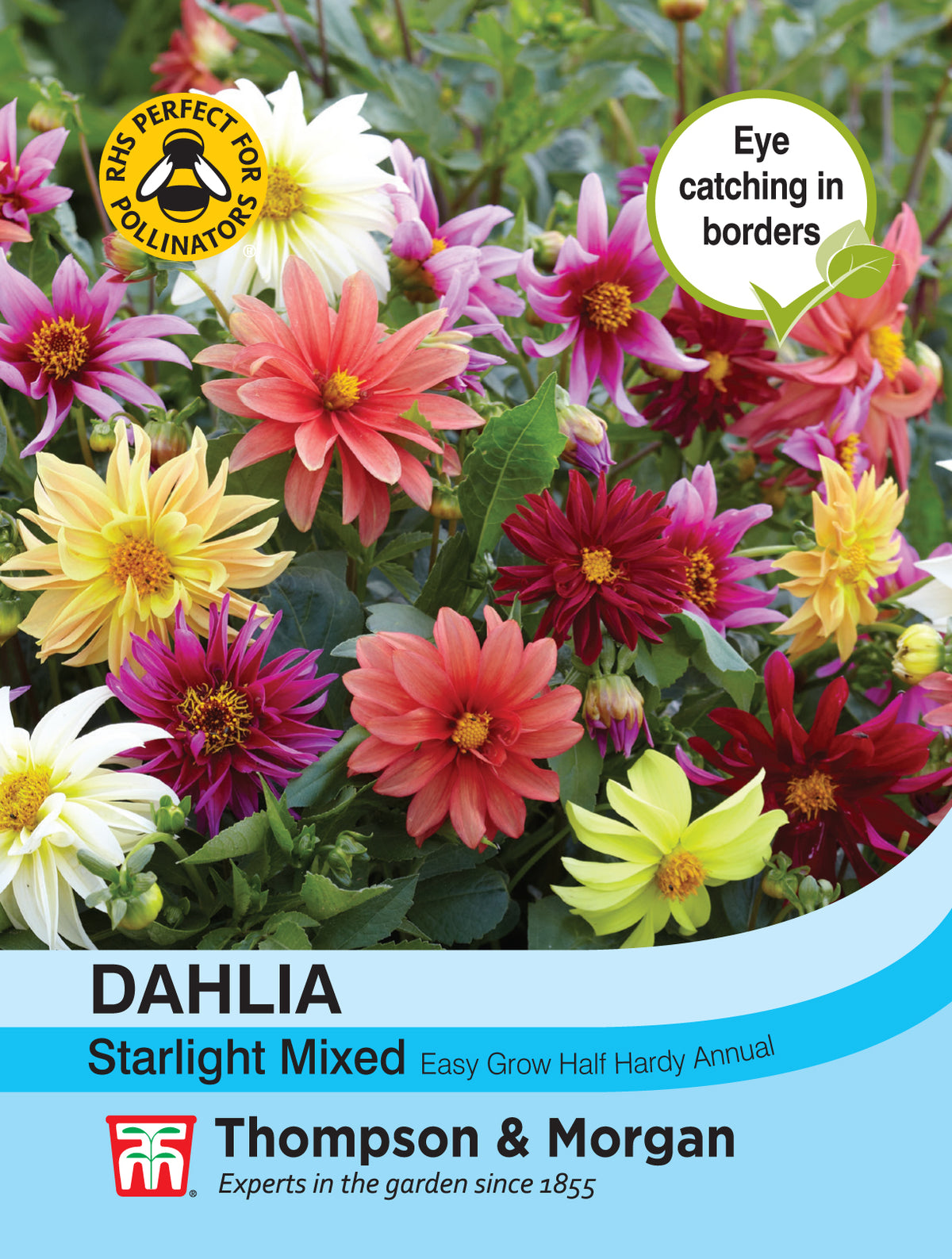 Dahlia Starlight Mixed- Pack of seeds