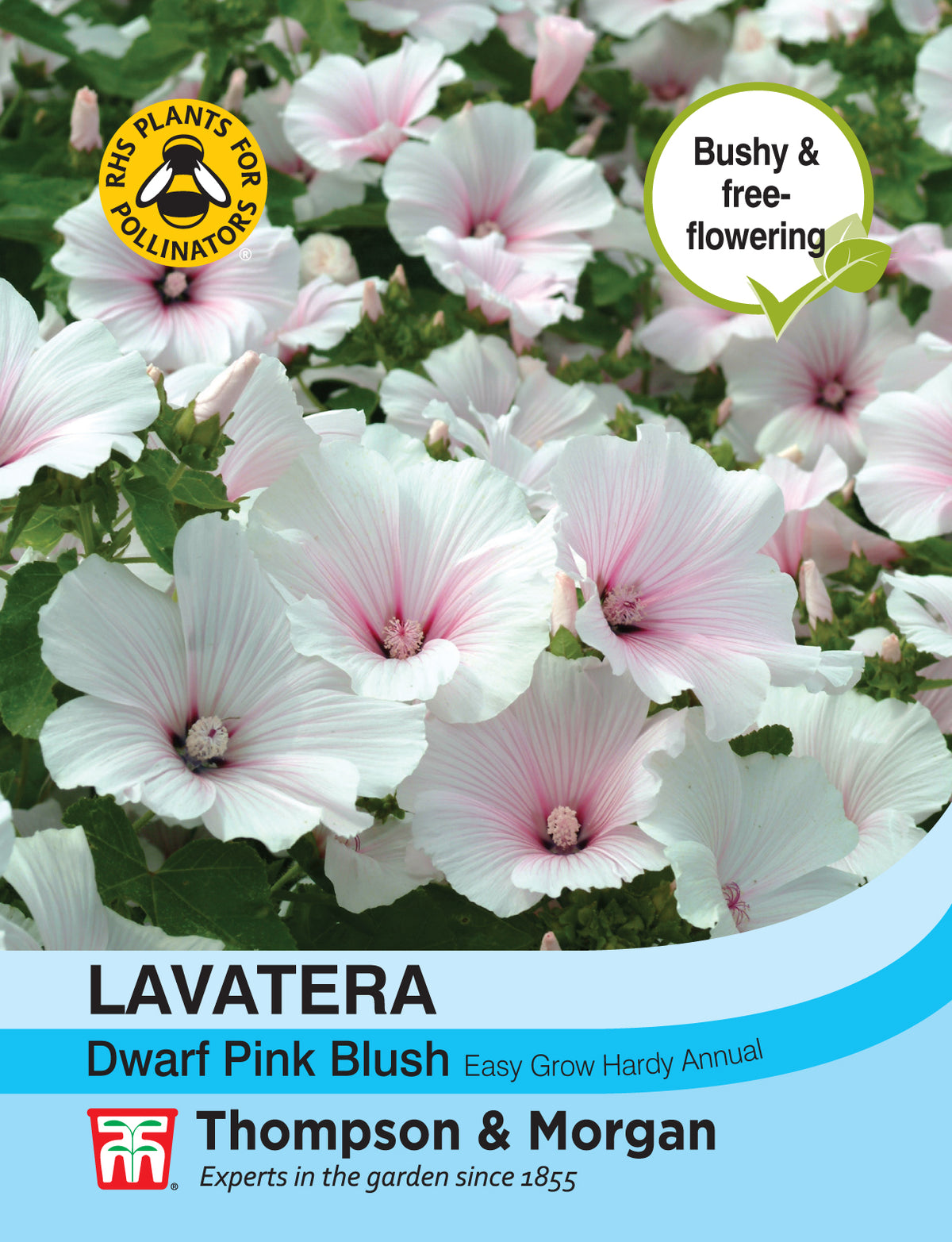 Lavatera Dwarf Pink Blush- Pack of seeds