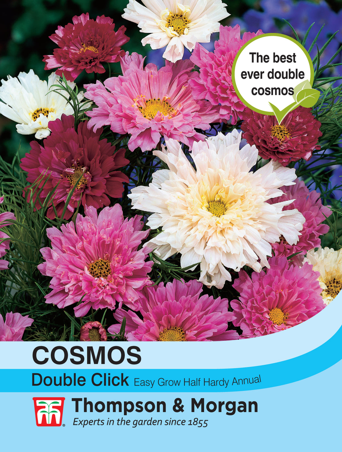 Cosmos Double Click- Pack of seeds