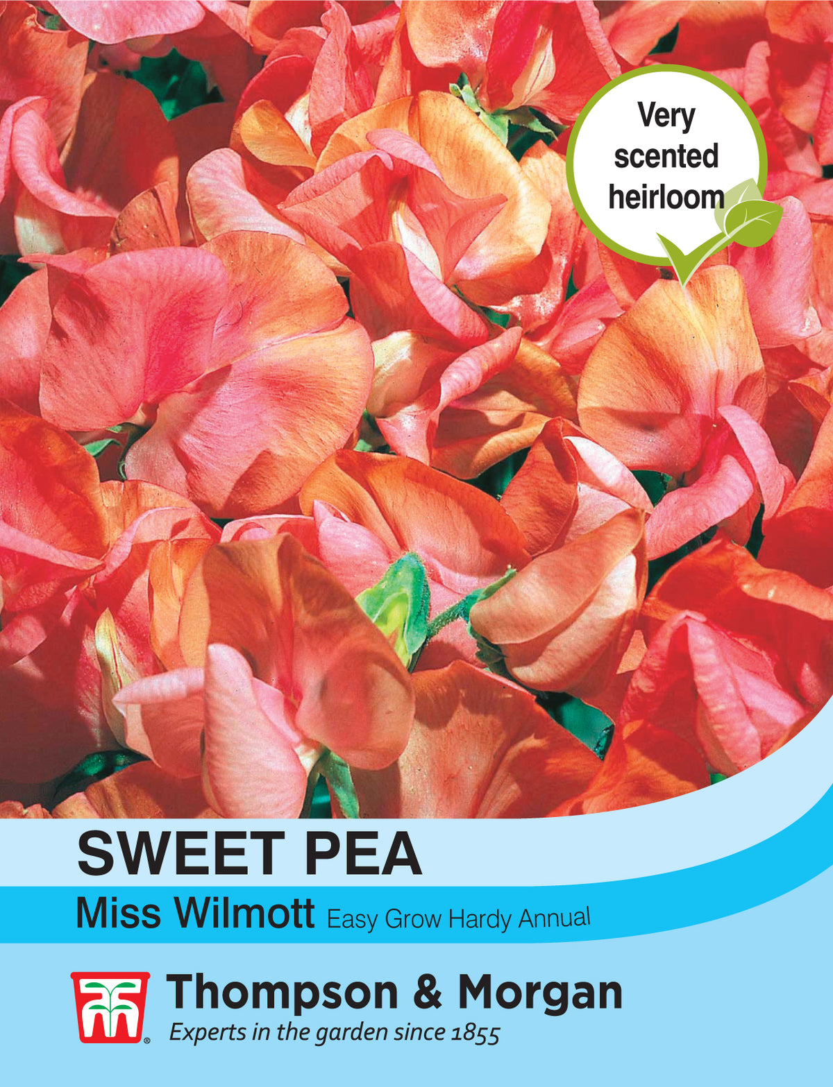 Sweet Pea Miss Willmott- Pack of seeds