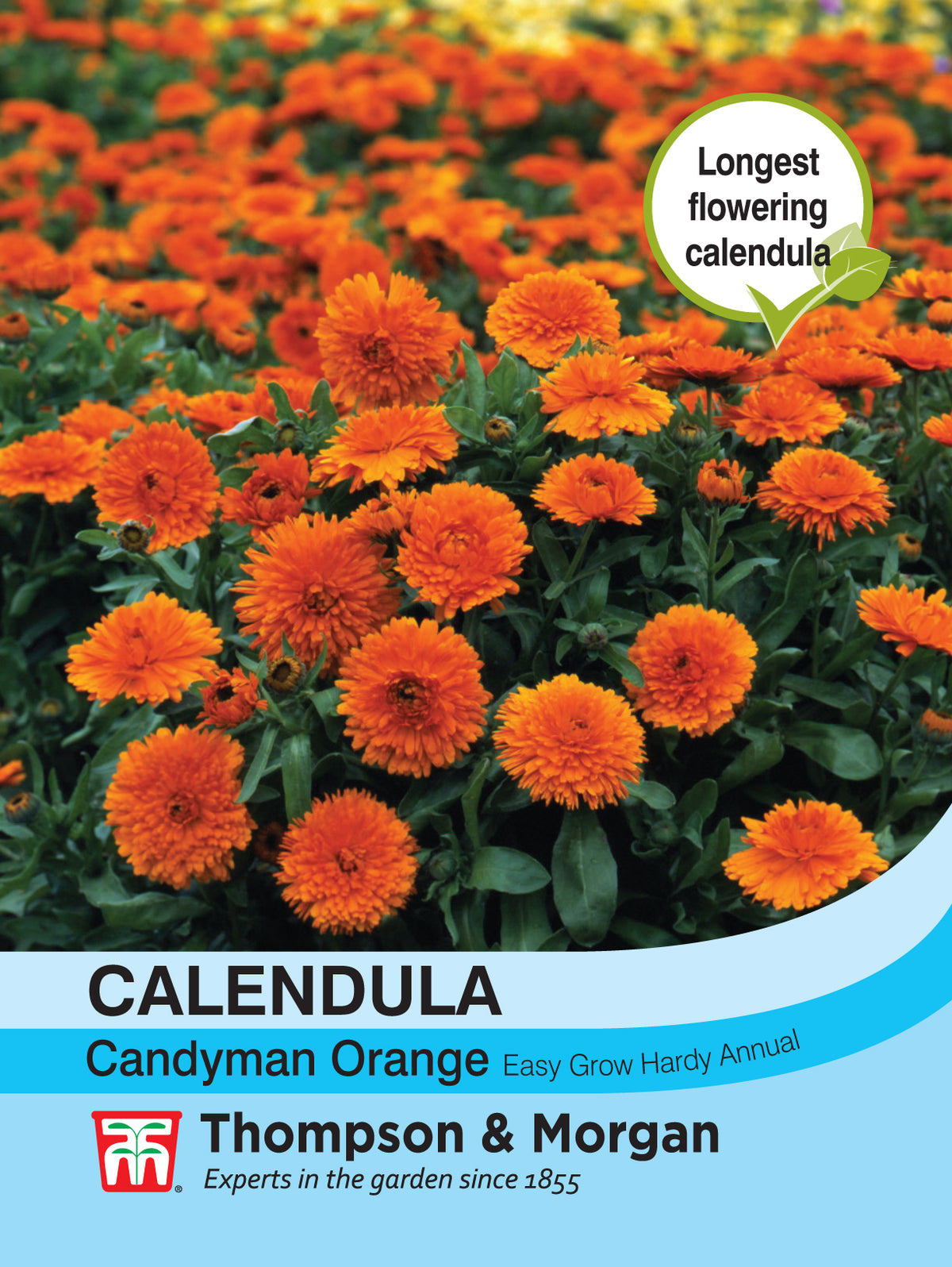 Calendula Candyman Orange- Pack of seeds
