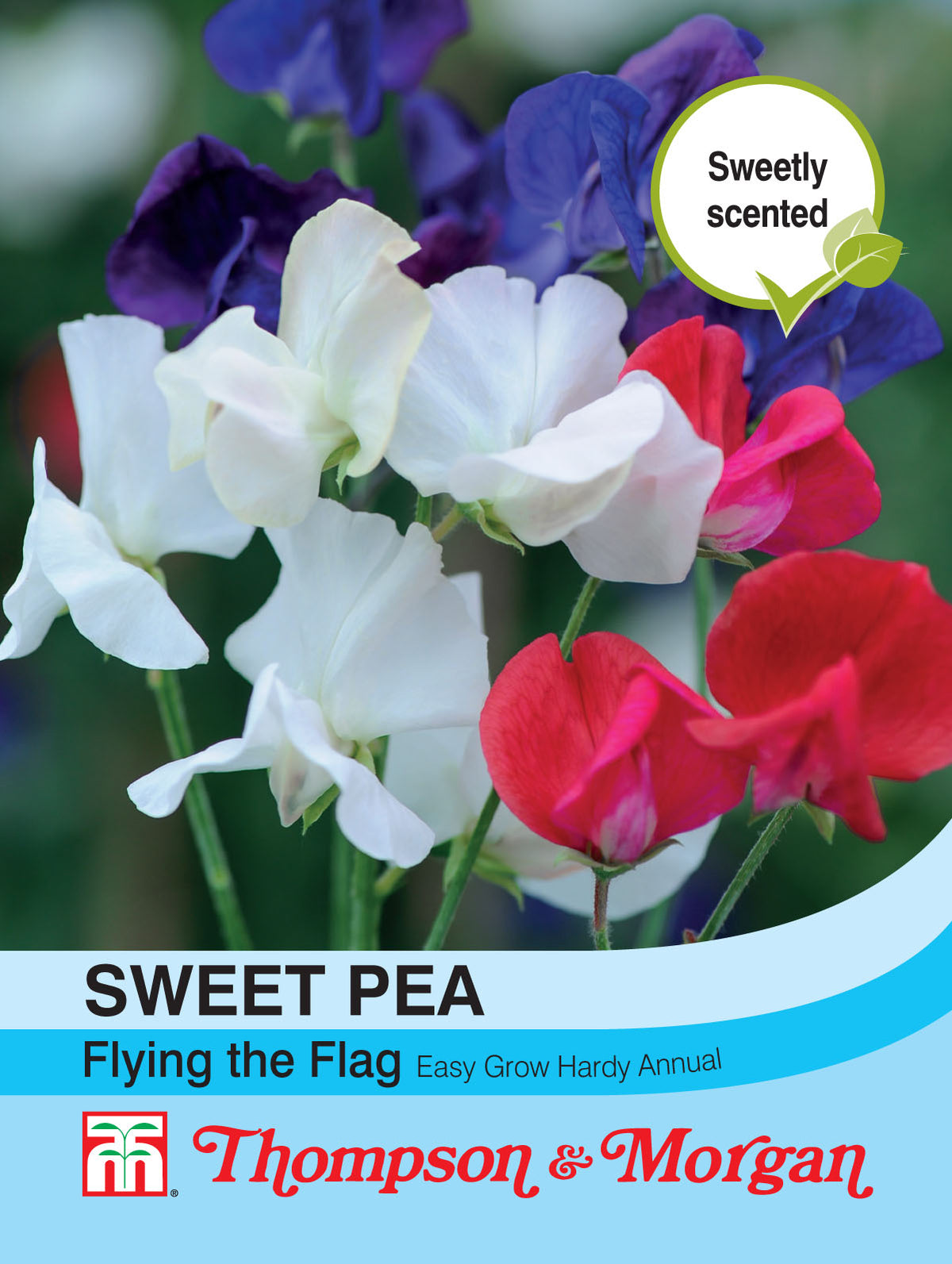 Sweet Pea Flying the Flag - Pack of seeds