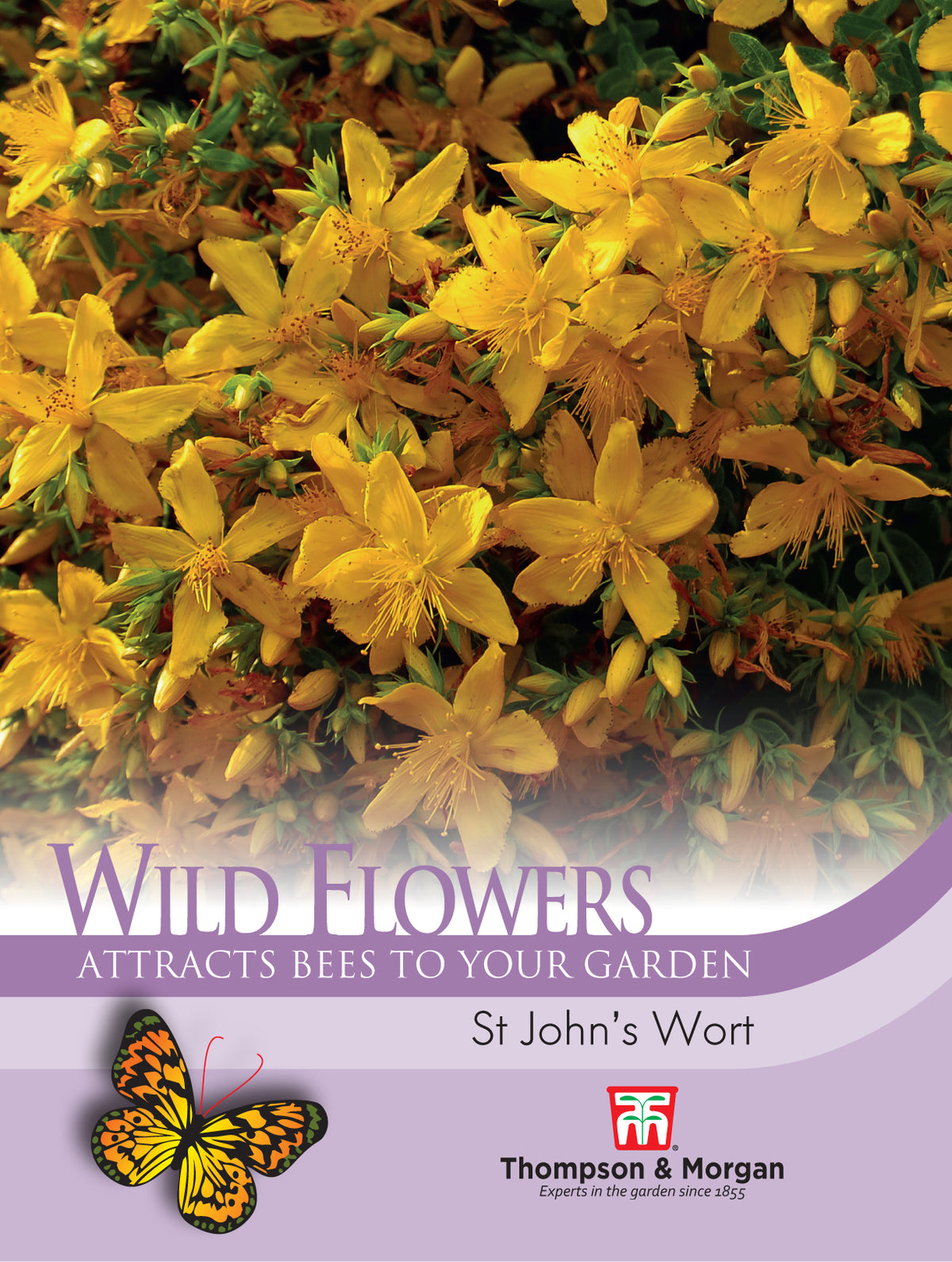 Wild Flower St Johns Wort- Pack of seeds