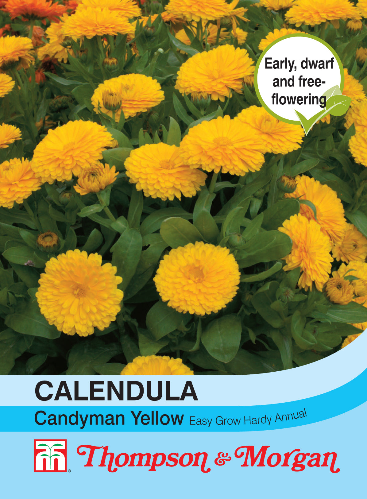 Calendula Candyman Yellow - Pack of seeds