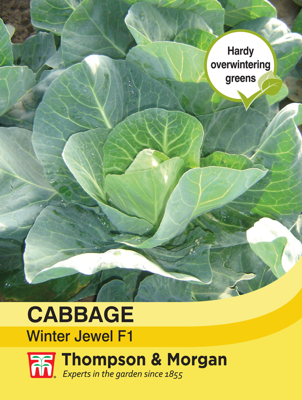Cabbage Winter Jewel F1 Hybrid- Pack of seeds