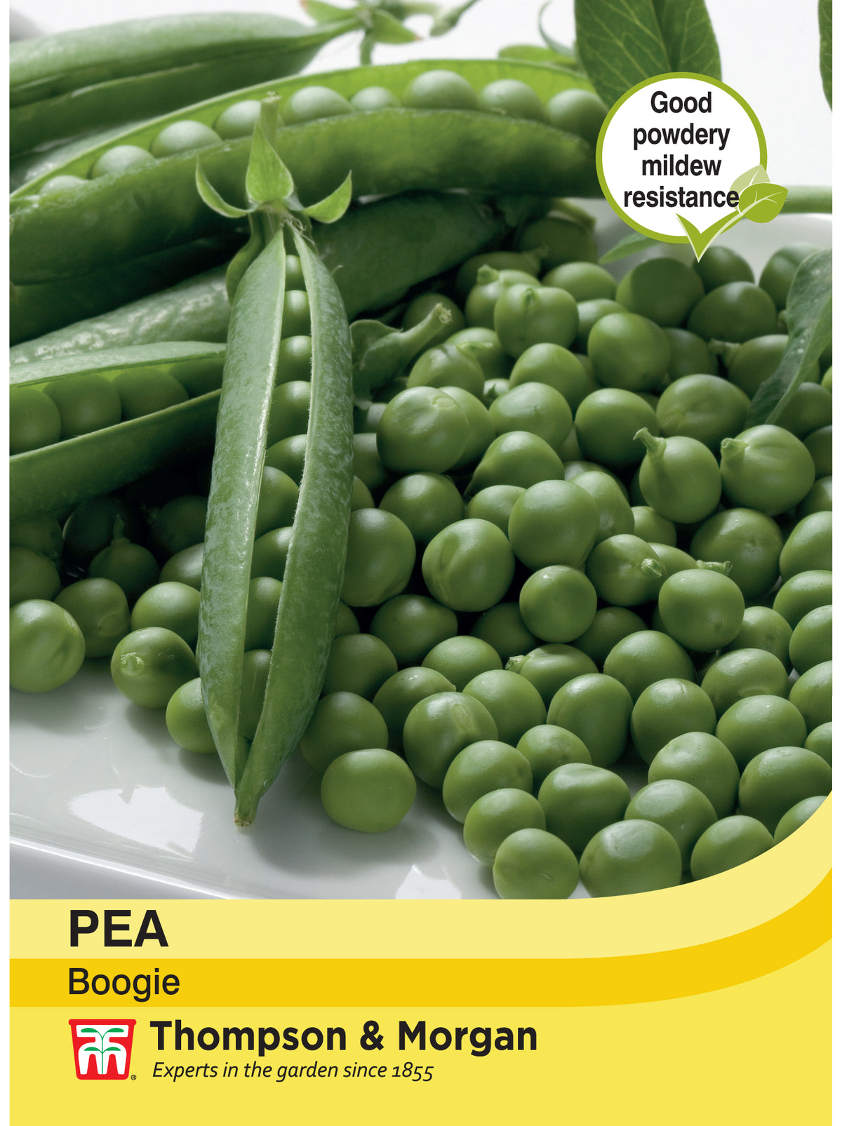 Pea Boogie- Pack of seeds
