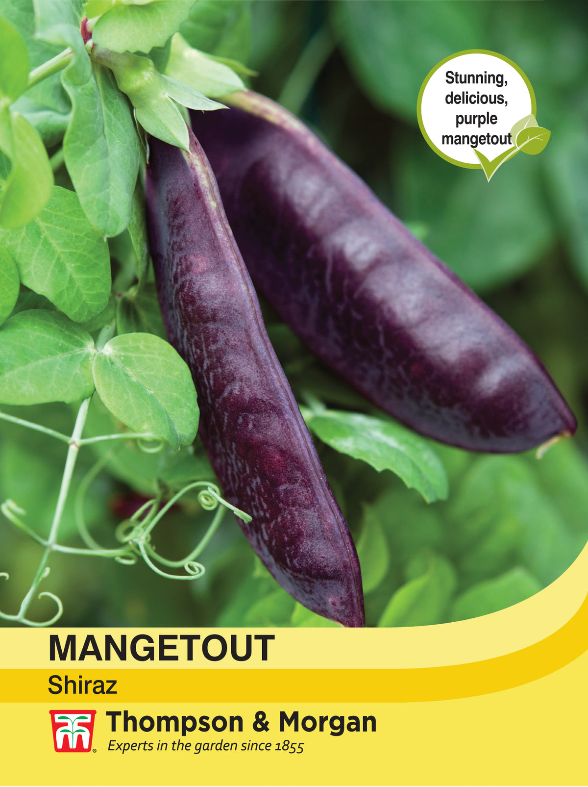 Mangetout Shiraz- Pack of seeds