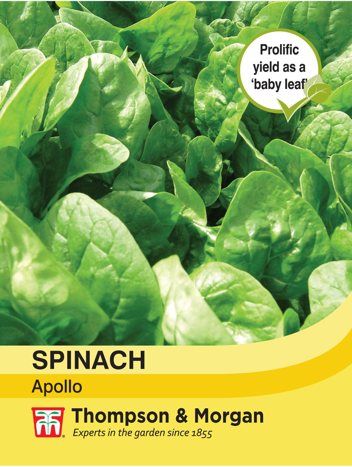Spinach Apollo- Pack of seeds