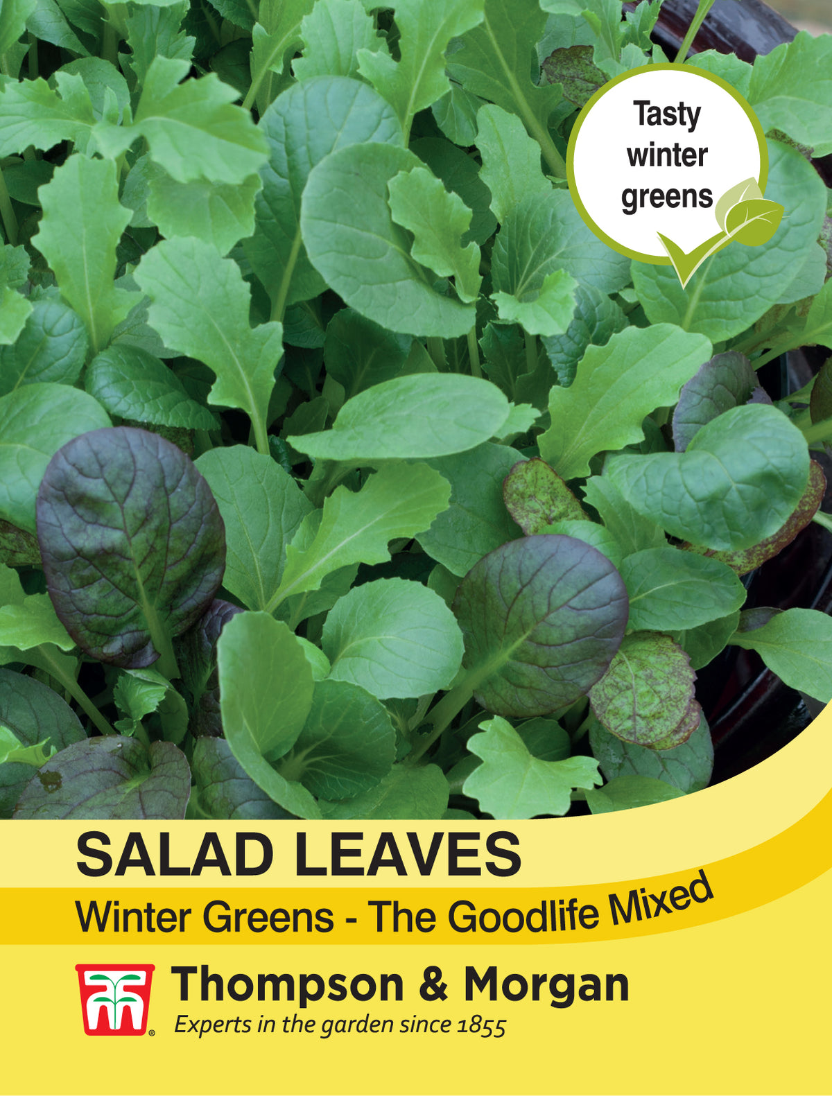 Salad Leaves - Winter Greens The Good Life Mixed- Pack of seeds