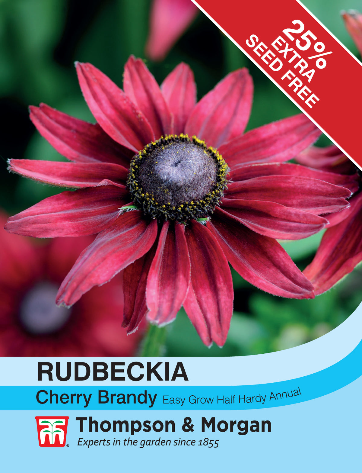 Rudbeckia Cherry Brandy- Pack of seeds
