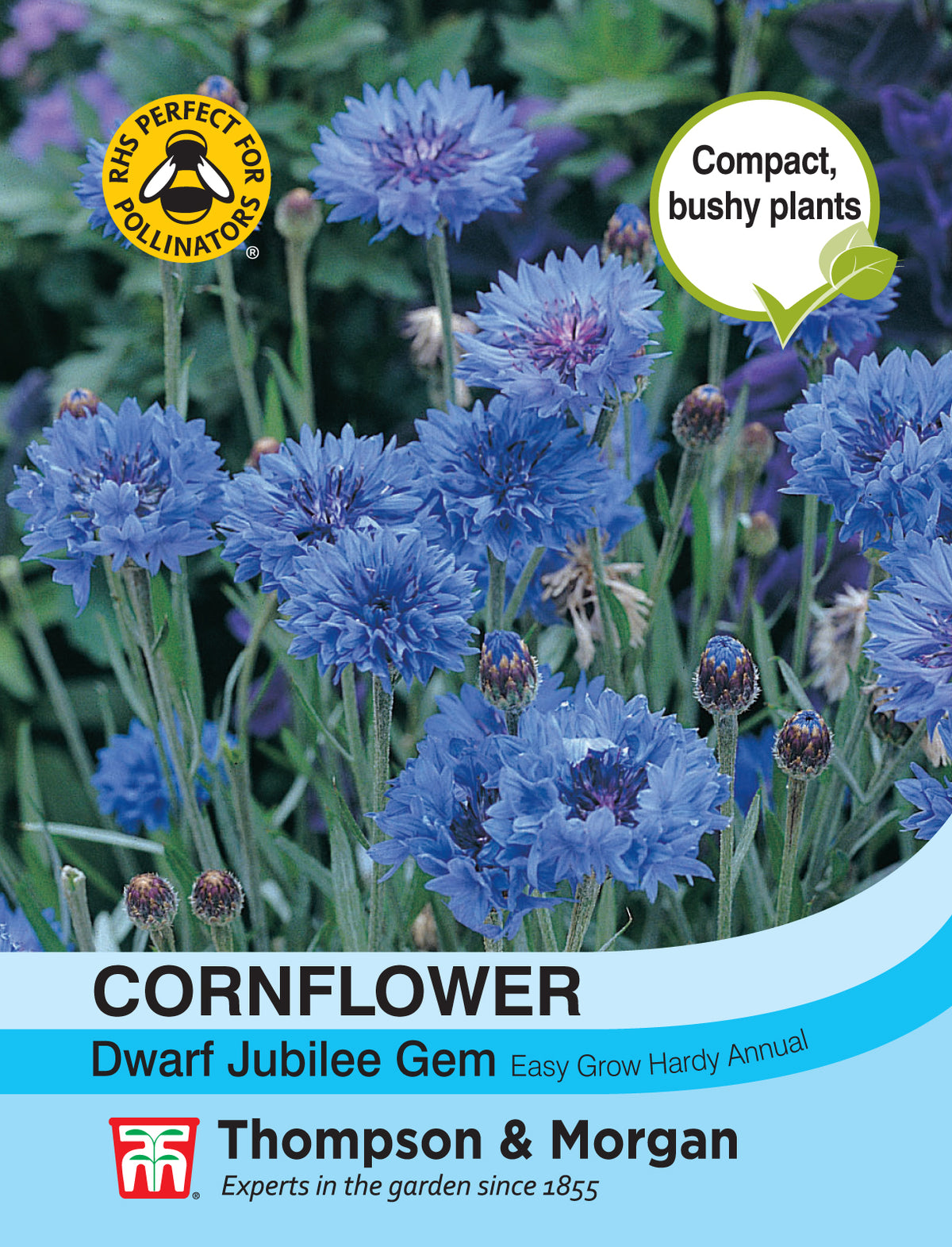 Cornflower Dwarf Jubilee Gem- Pack of seeds