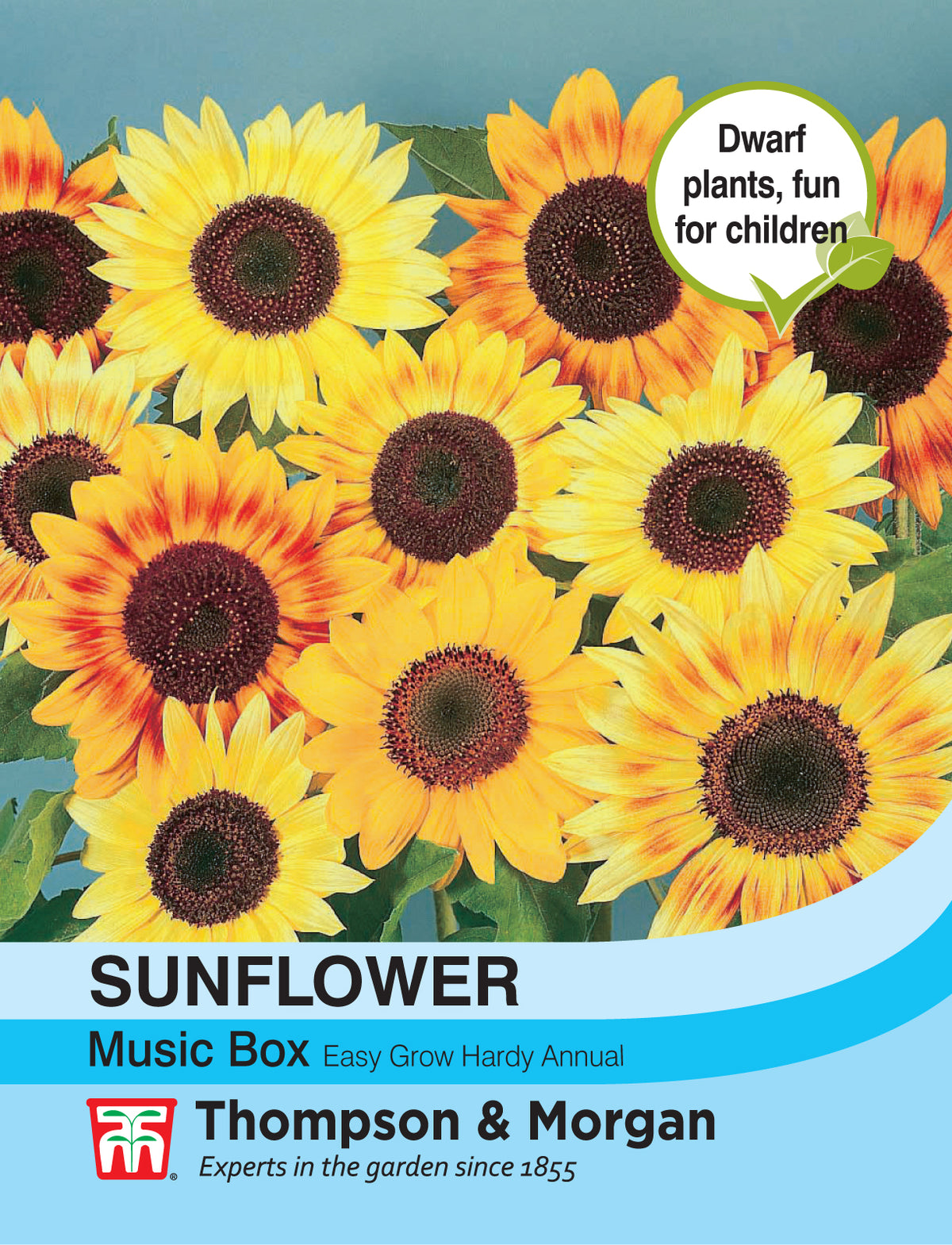 Sunflower Music Box- Pack of seeds