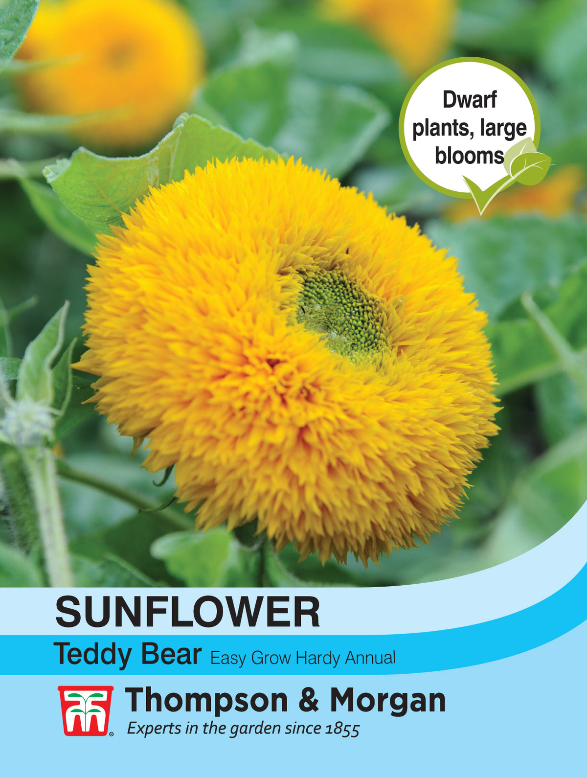 Sunflower Teddy Bear - Pack of seeds