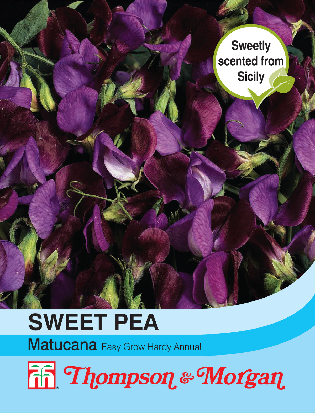 Sweet Pea Matucana- Pack of seeds