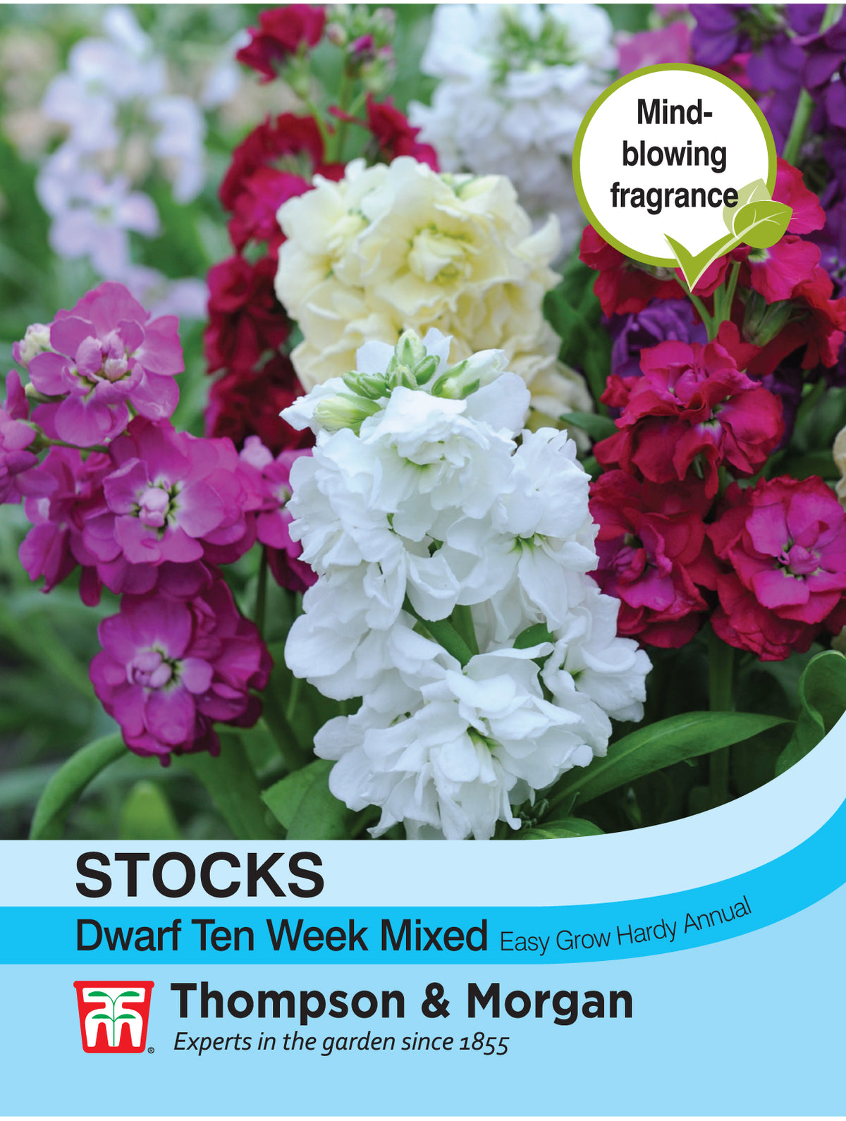 Stocks Dwarf Ten Week Mixed- Pack of seeds