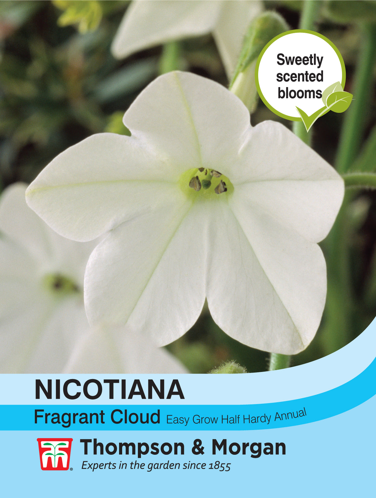 Nicotiana Fragrant Cloud- Pack of seeds