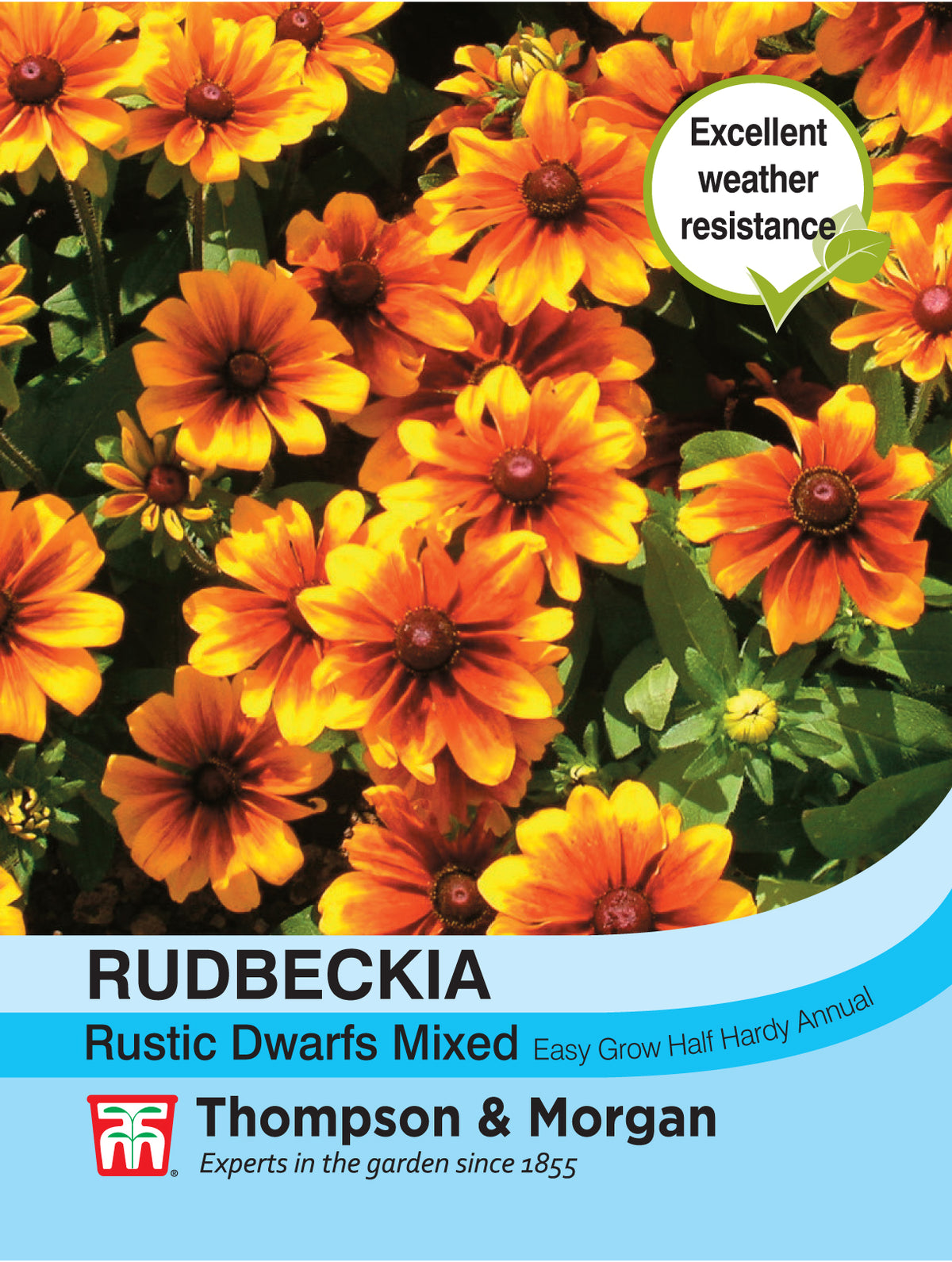 Rudbeckia Rustic Dwarfs Mixed- Pack of seeds