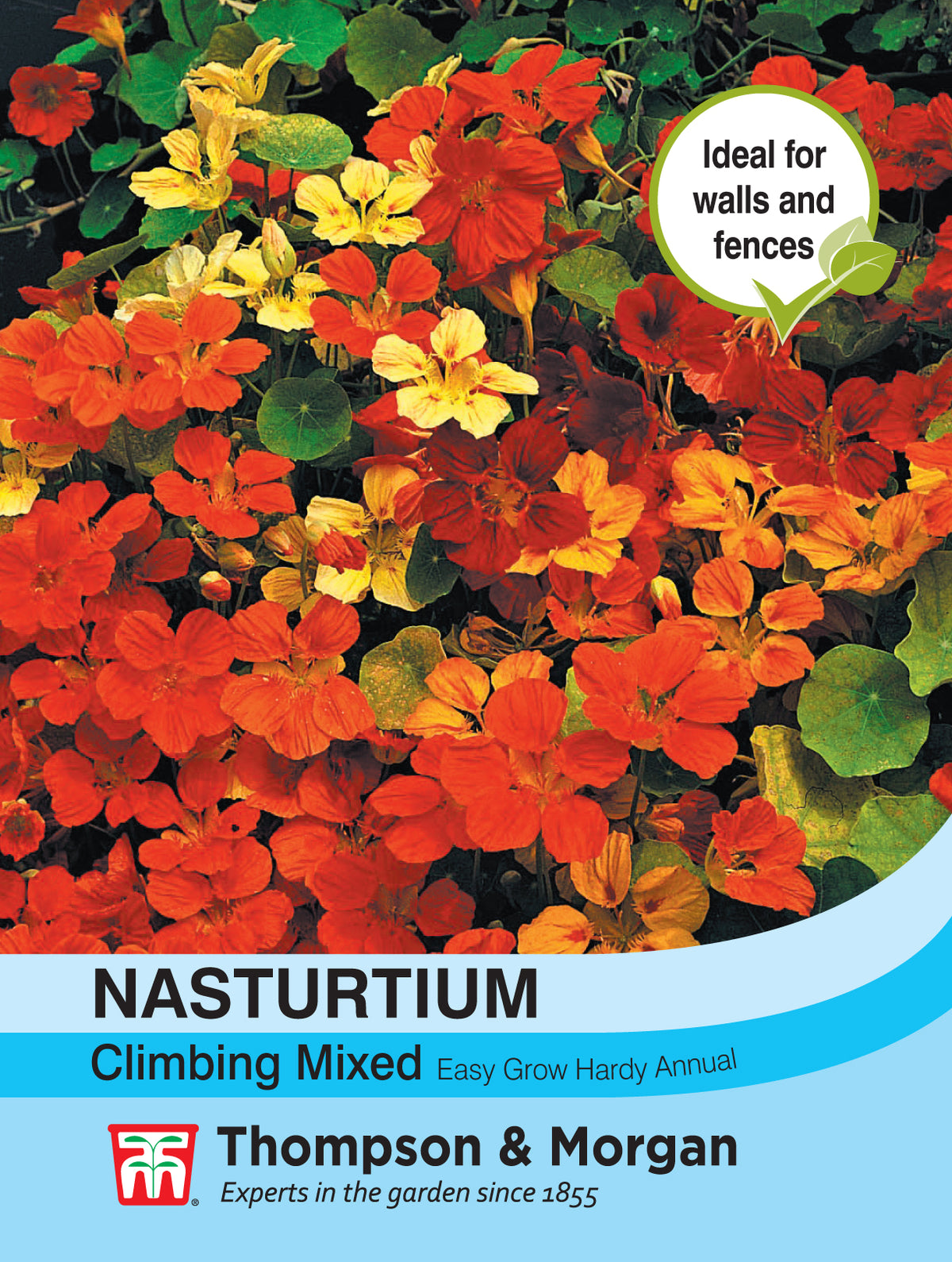Nasturtium Climbing Mixed- Pack of seeds