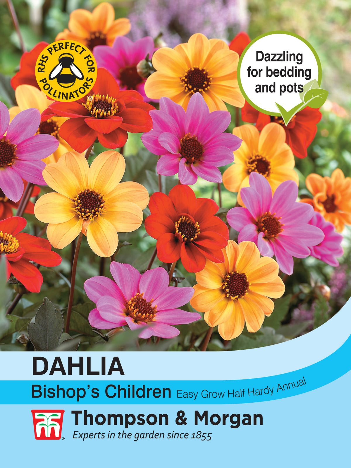 Dahlia Bishops Children- Pack of seeds