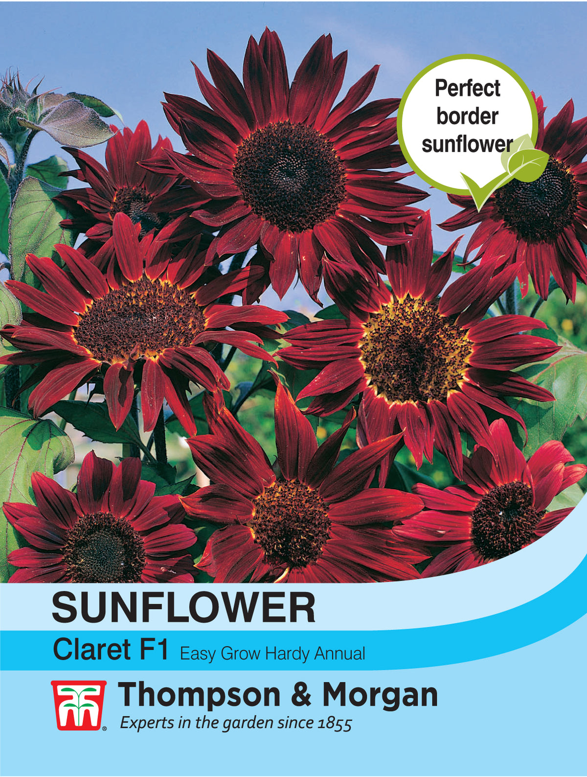 Sunflower Claret - Pack of seeds