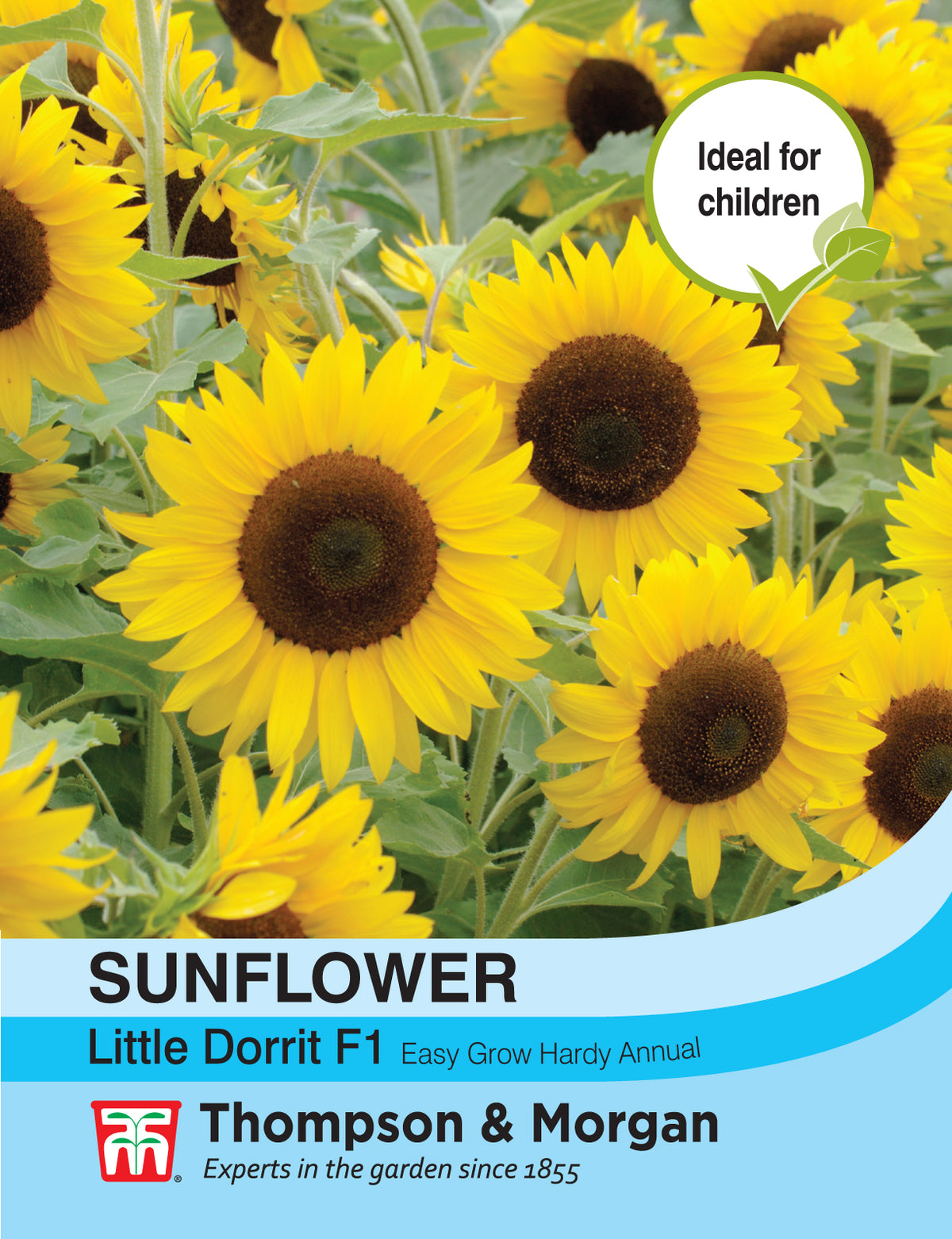 Sunflower Little Dorrit F1 Hybrid- Pack of seeds