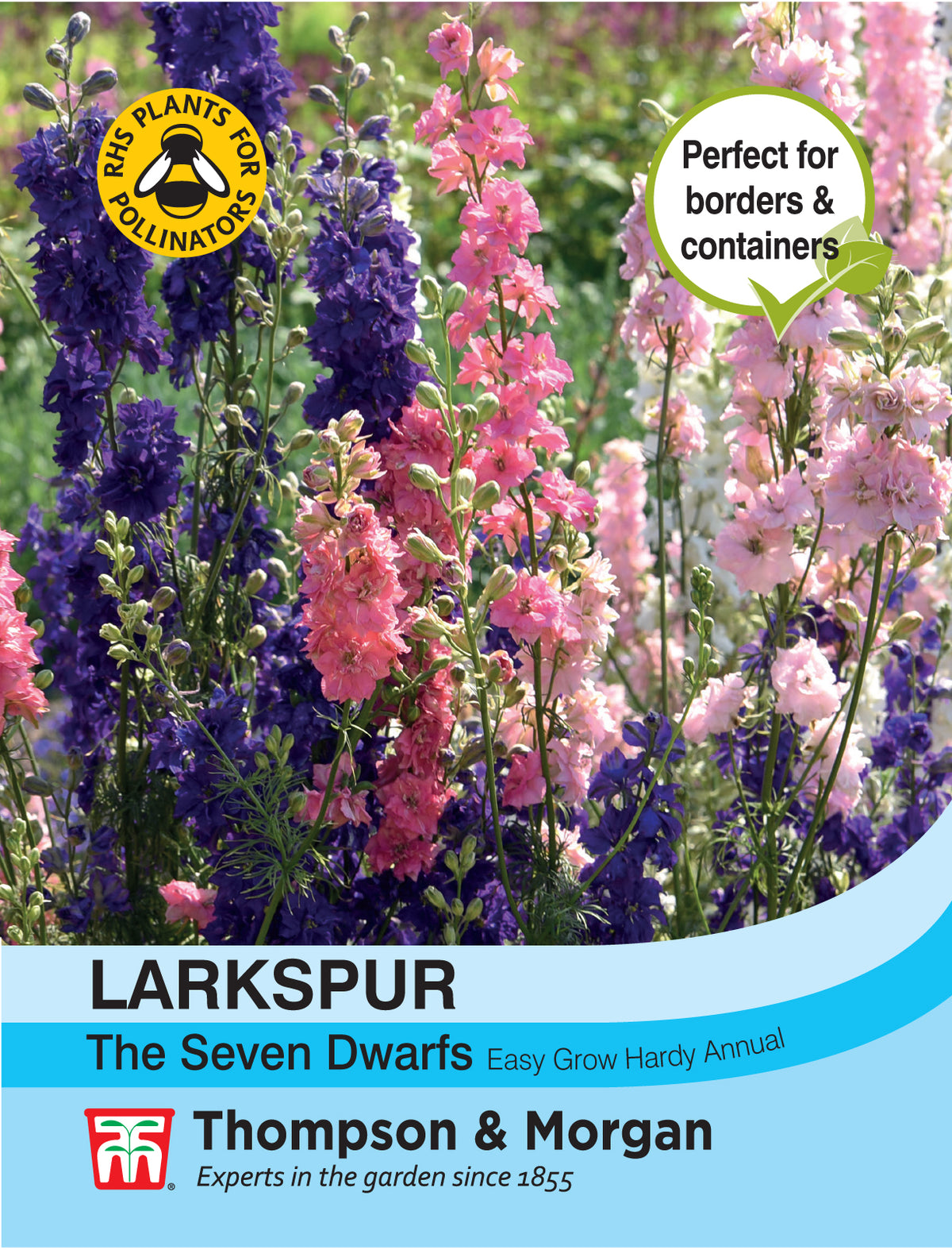 Larkspur The Seven Dwarfs- Pack of seeds