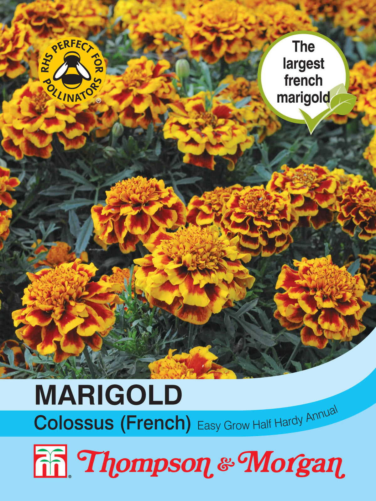 Marigold Colossus- Pack of seeds