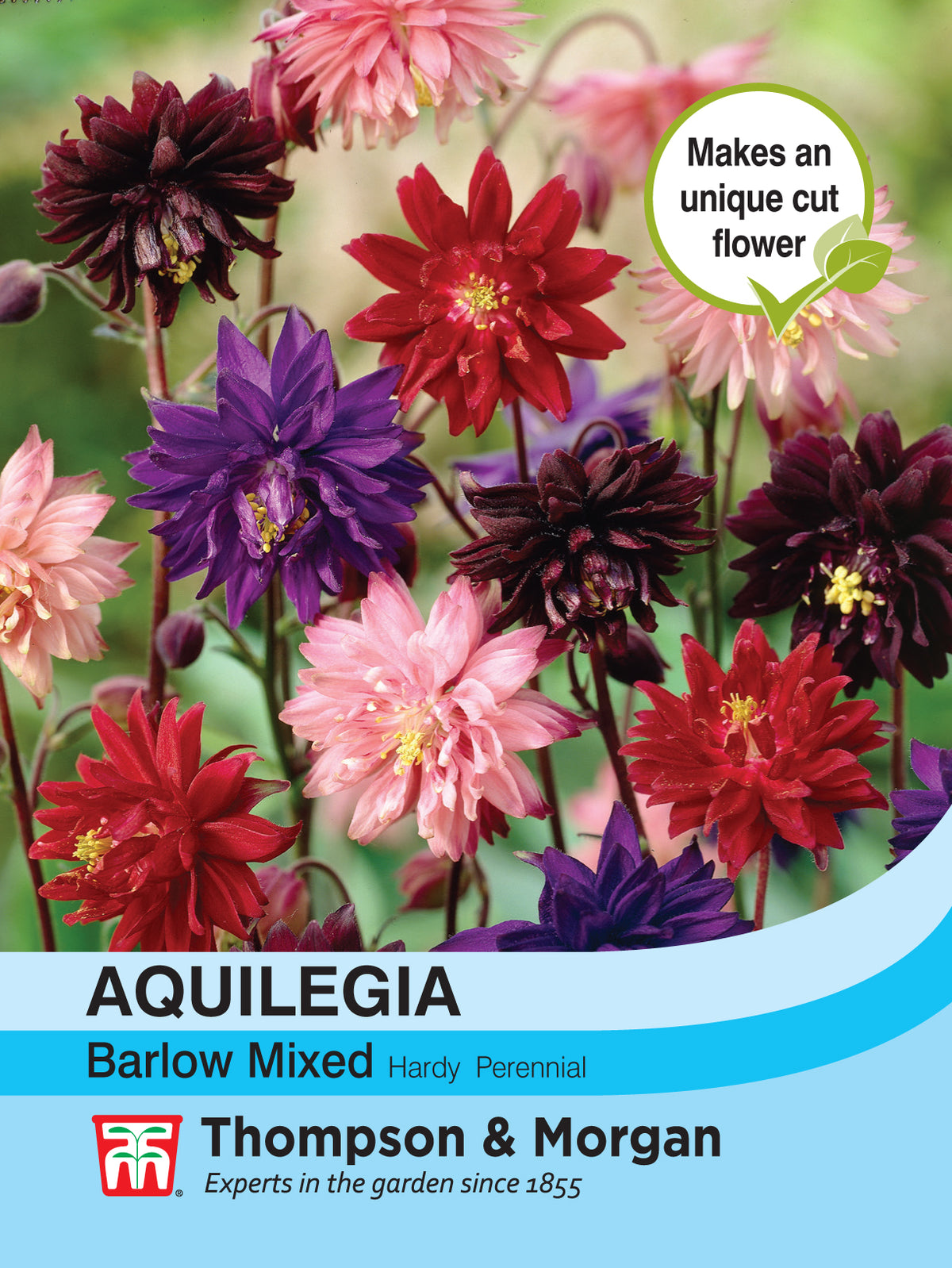 Aquilegia Nora Barlow Mixed - Pack of seeds
