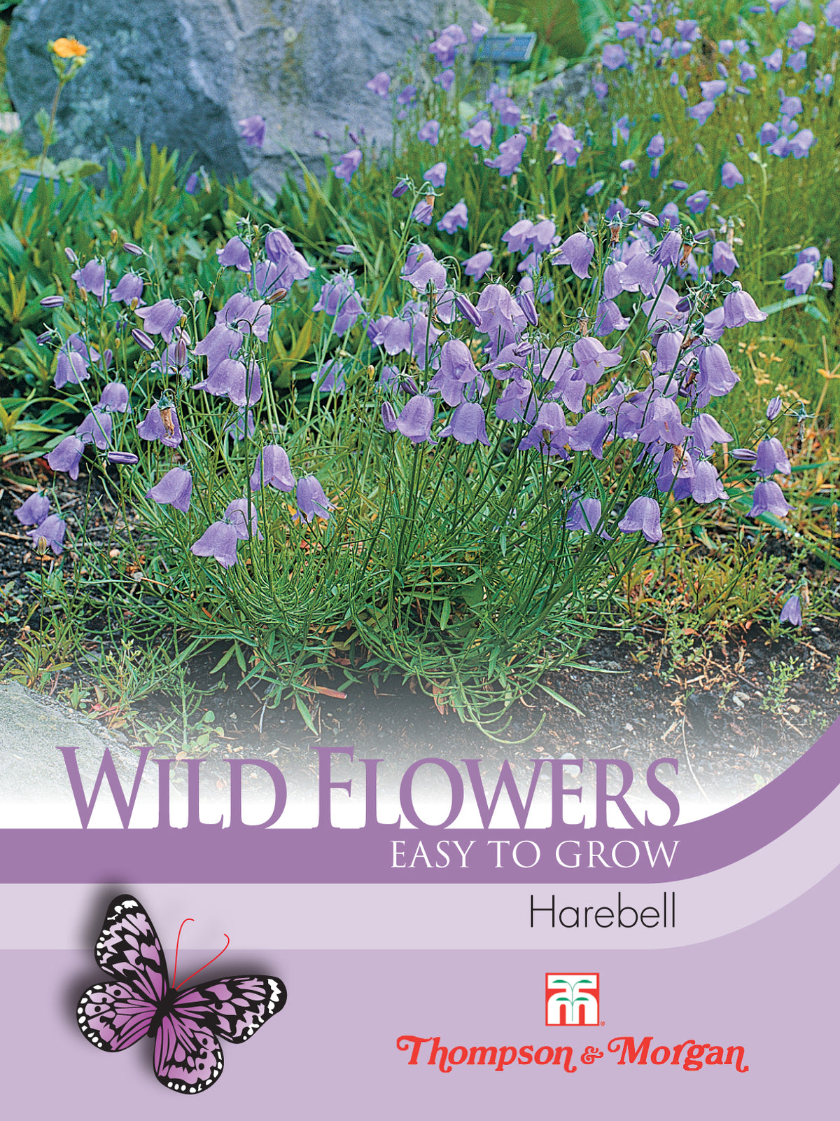 Wild Flower Harebell- Pack of seeds