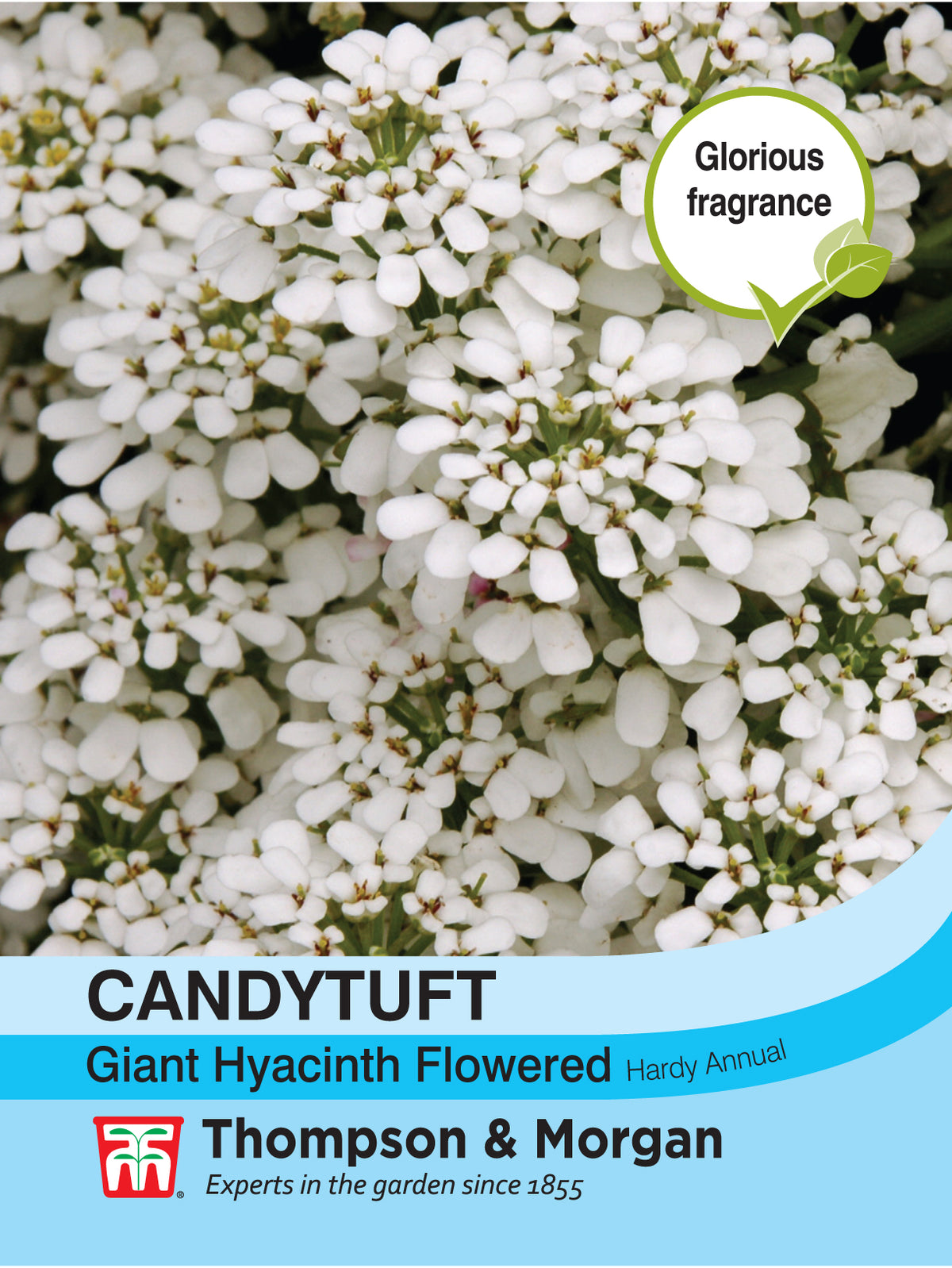 Candytuft Giant Hyacinth Flowered - Pack of seeds