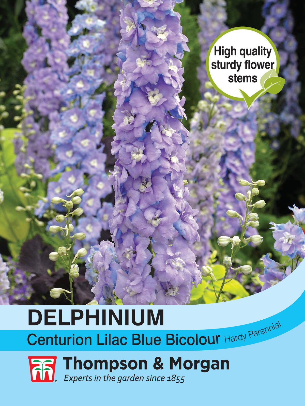 Delphinium Centurion Lilac Bicolour hybrid- Pack of seeds