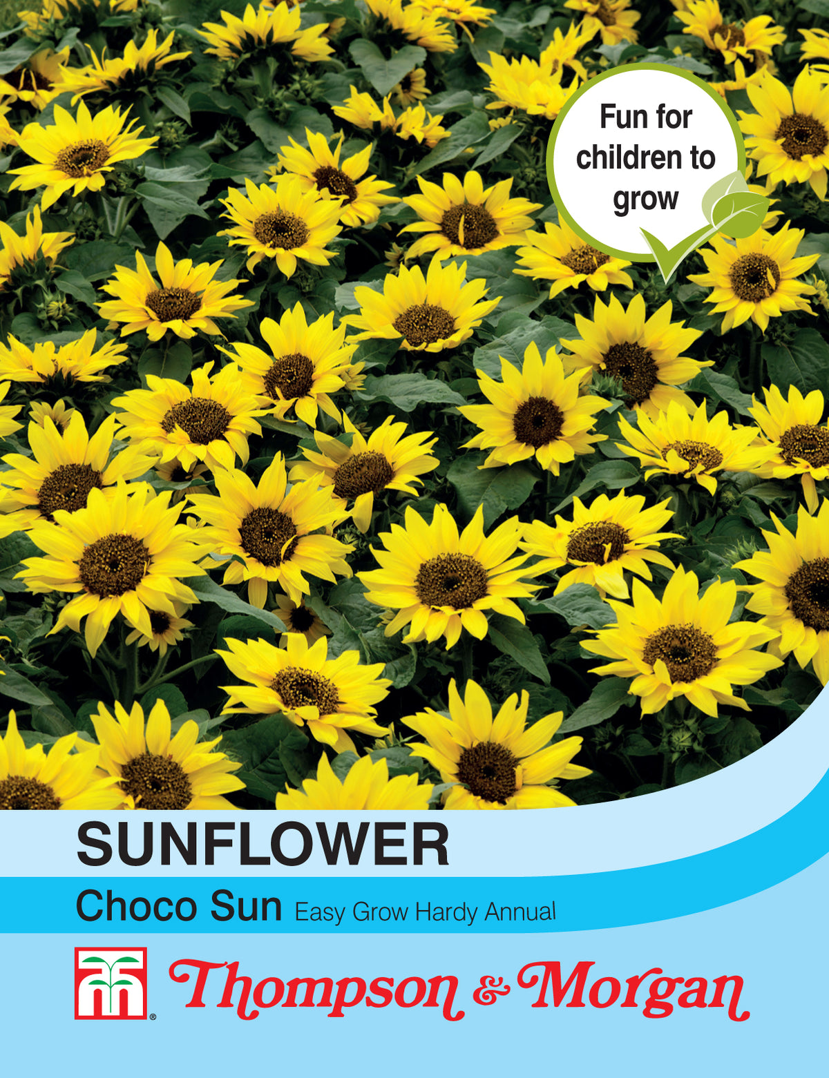 Sunflower Choco Sun- Pack of seeds