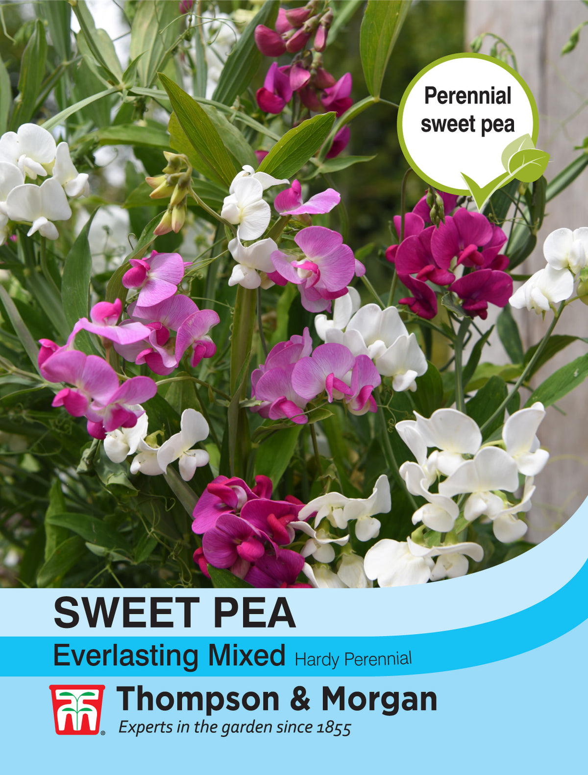 Sweet Pea Everlasting Mixed (Lathyrus)- Pack of seeds