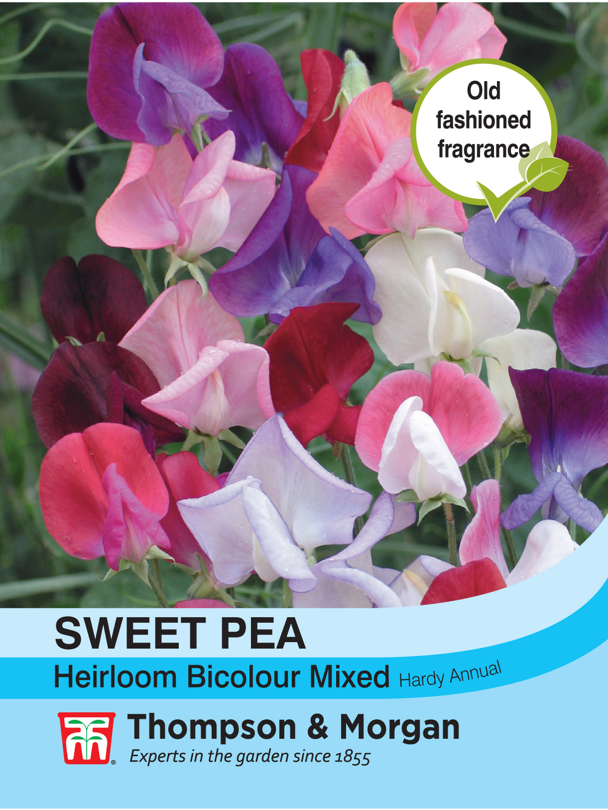 Sweet Pea Heirloom Bicolour Mix- Pack of seeds