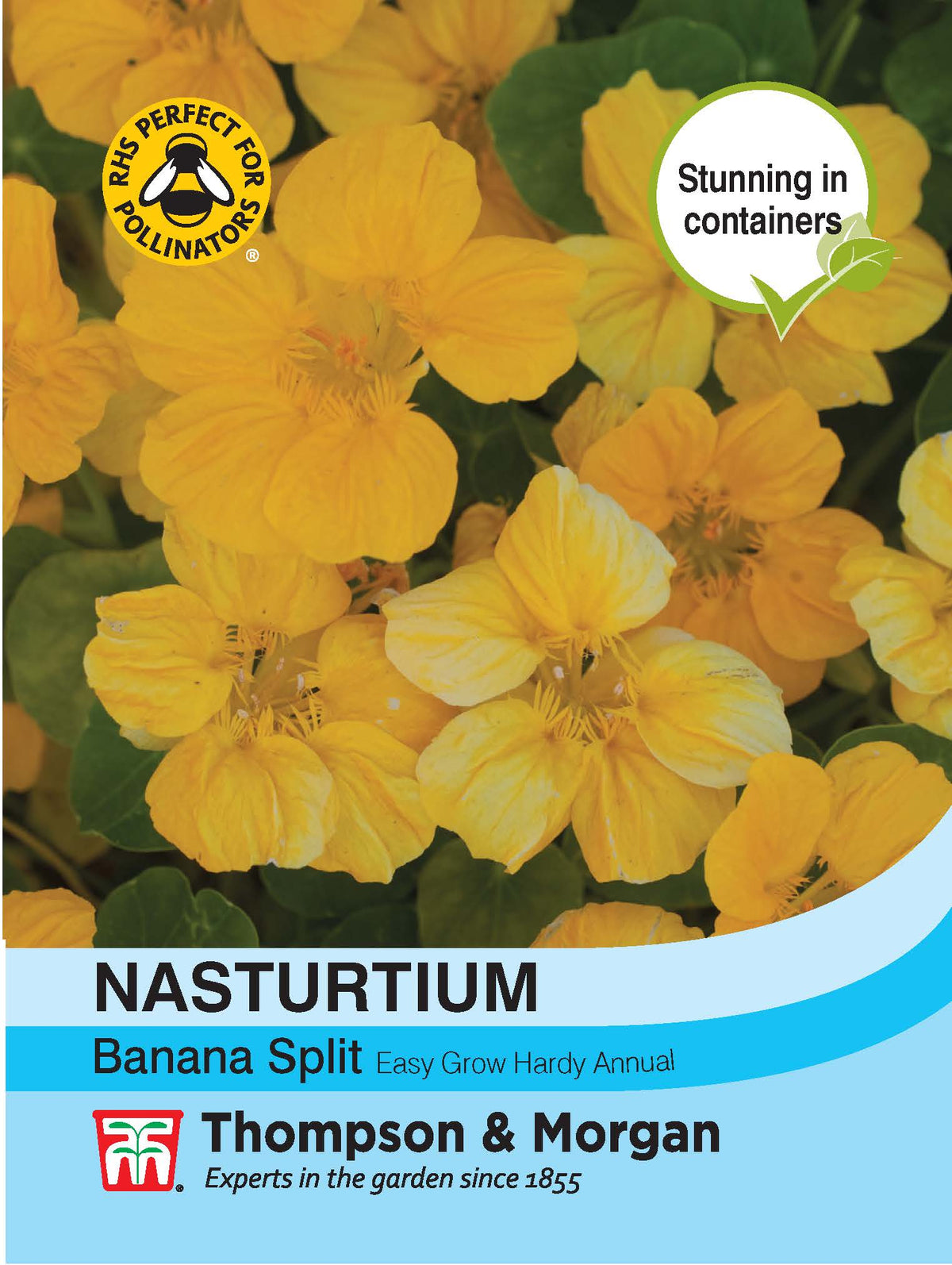 Nasturtium Banana Split- Pack of seeds