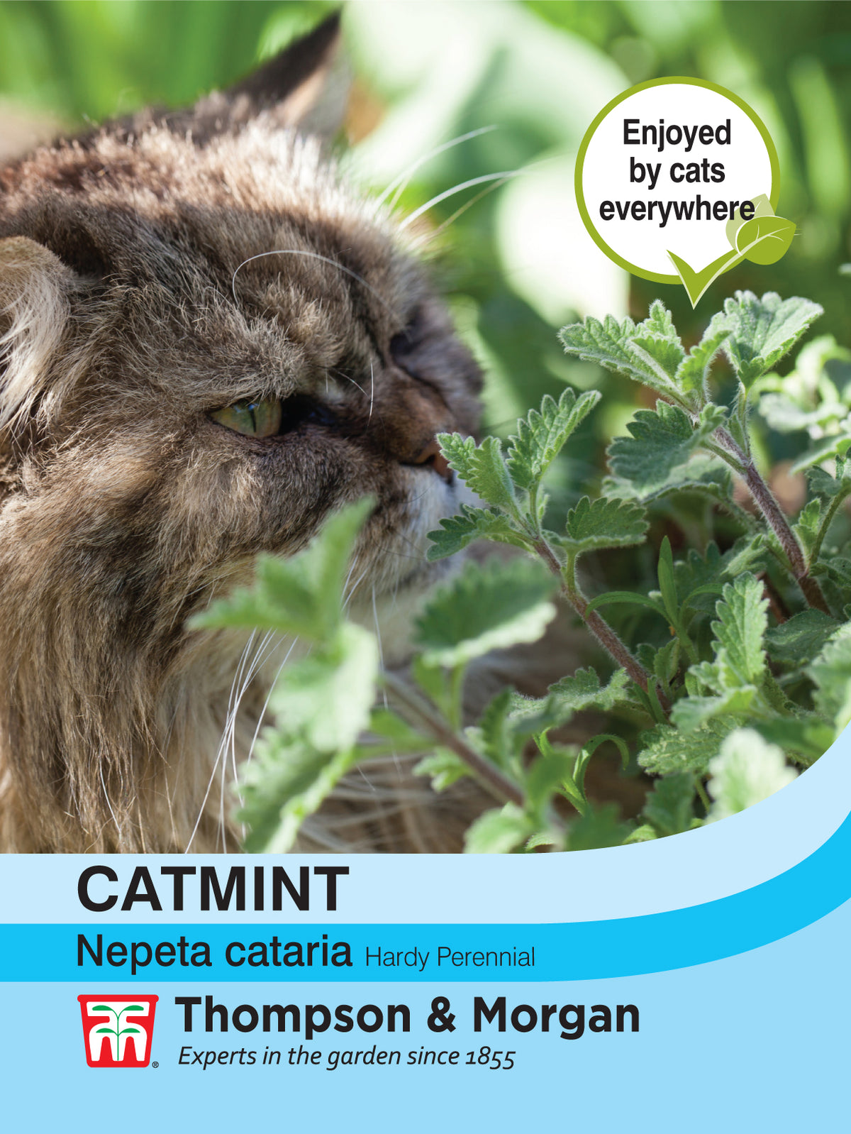 Catmint- Pack of seeds