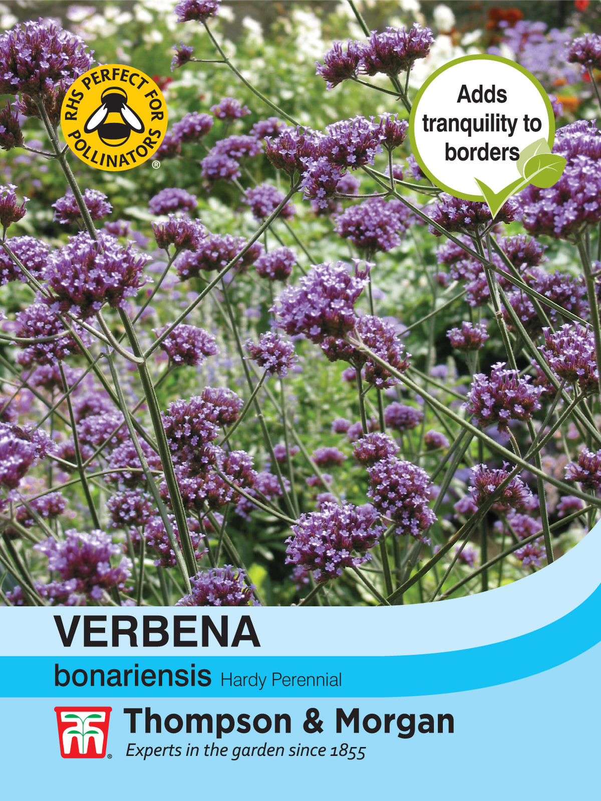Verbena bonariensis- Pack of seeds