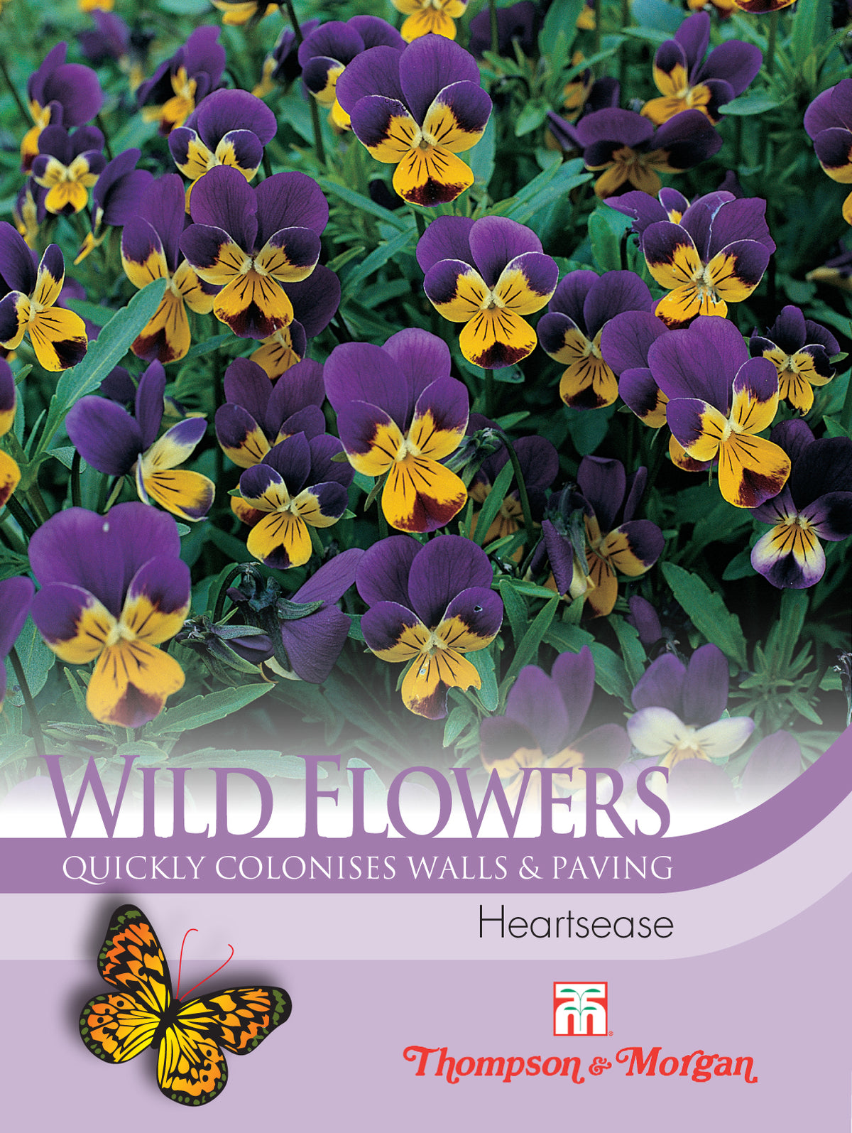 Wild Flower Heartsease- Pack of seeds