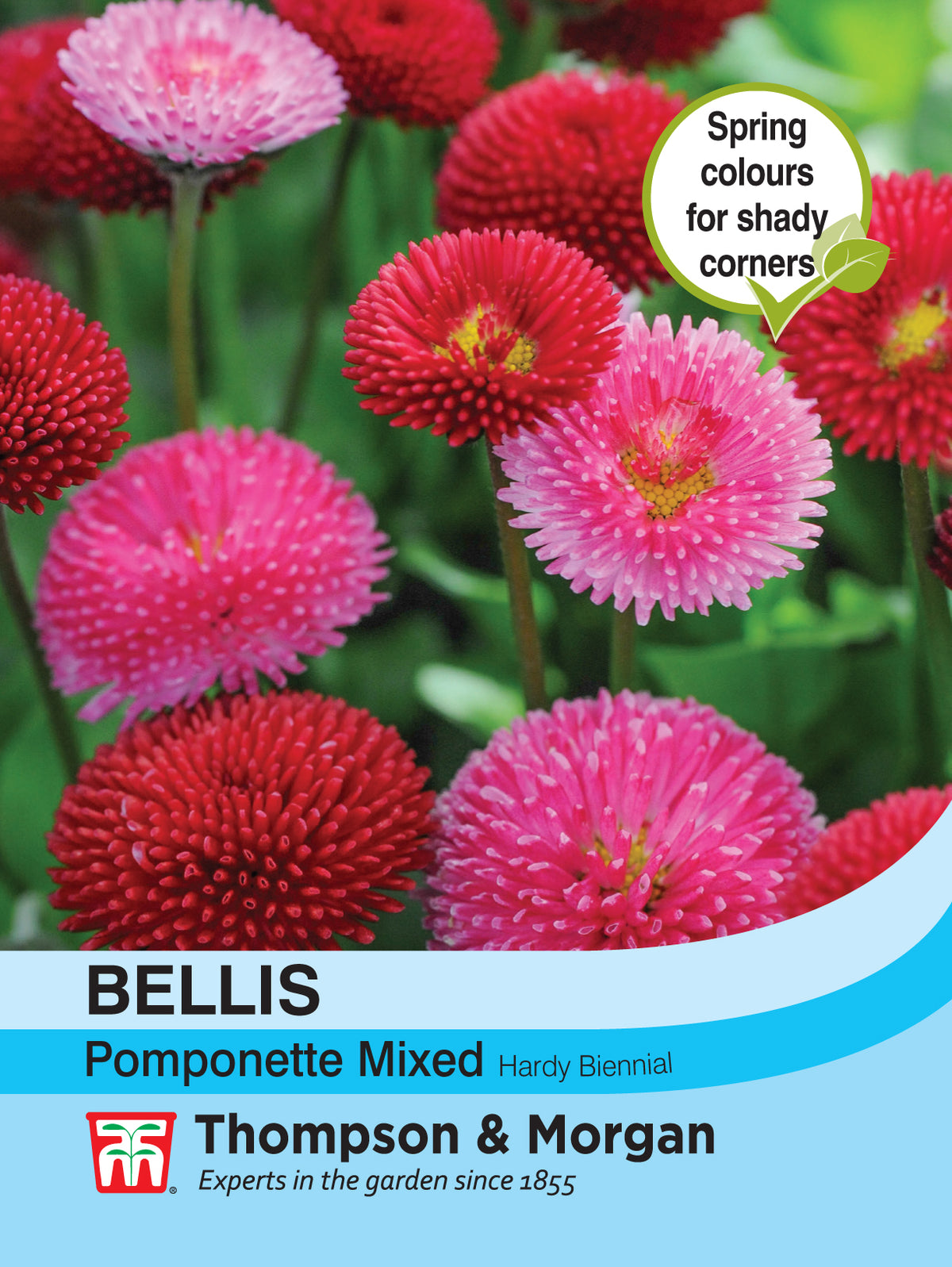 Bellis Pomponette Mixed - Pack of seeds