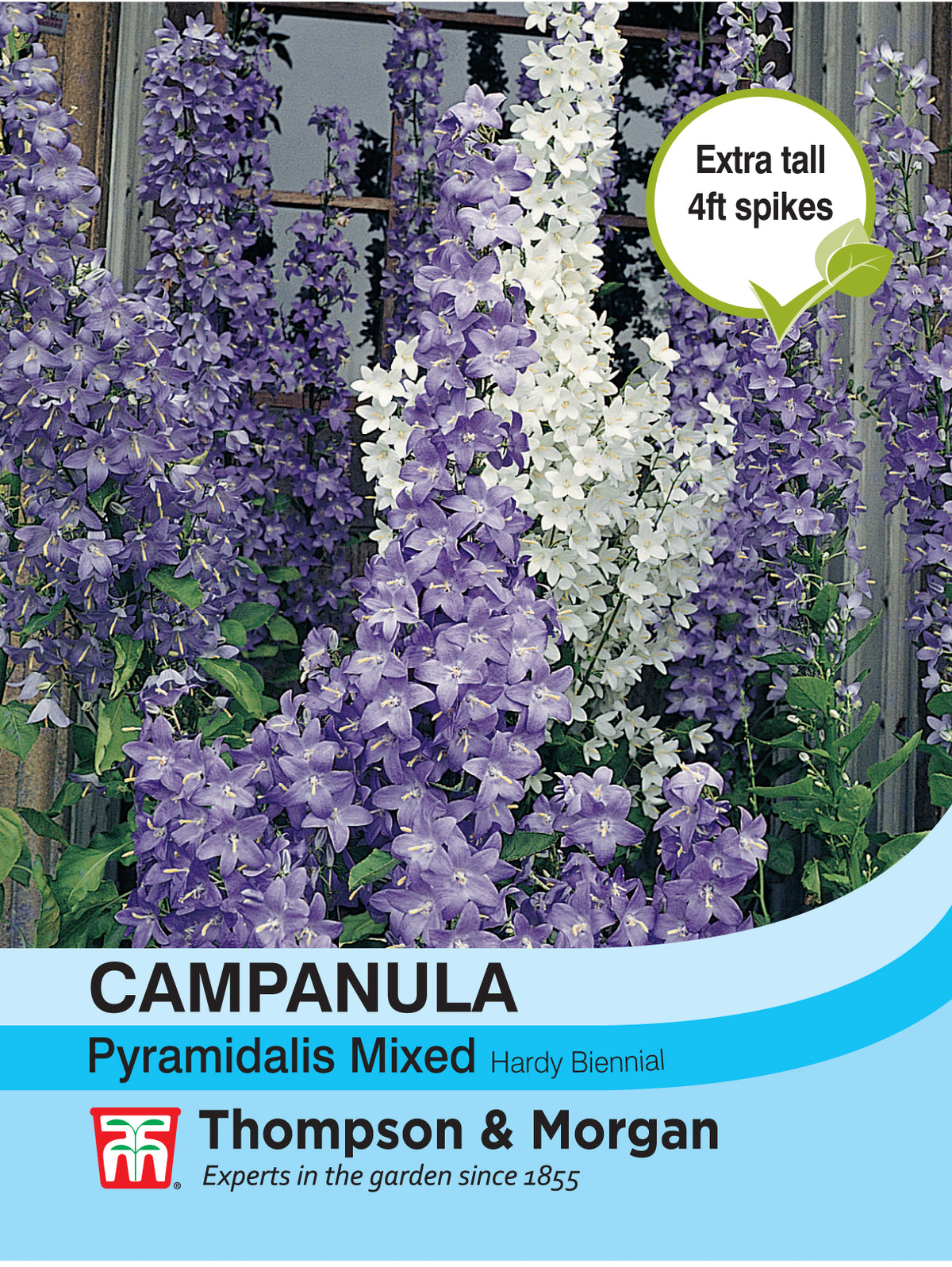 Campanula Pyramidalis Mixed - Pack of seeds