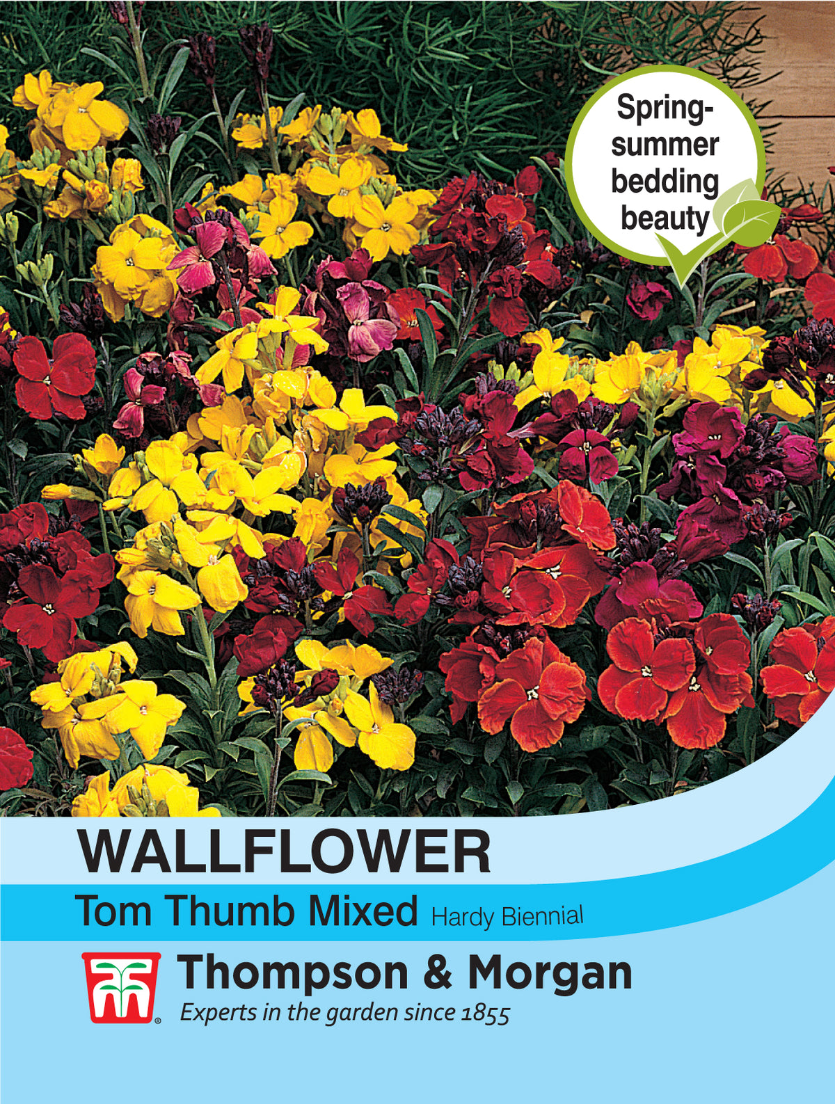 Wallflower Tom Thumb- Pack of seeds