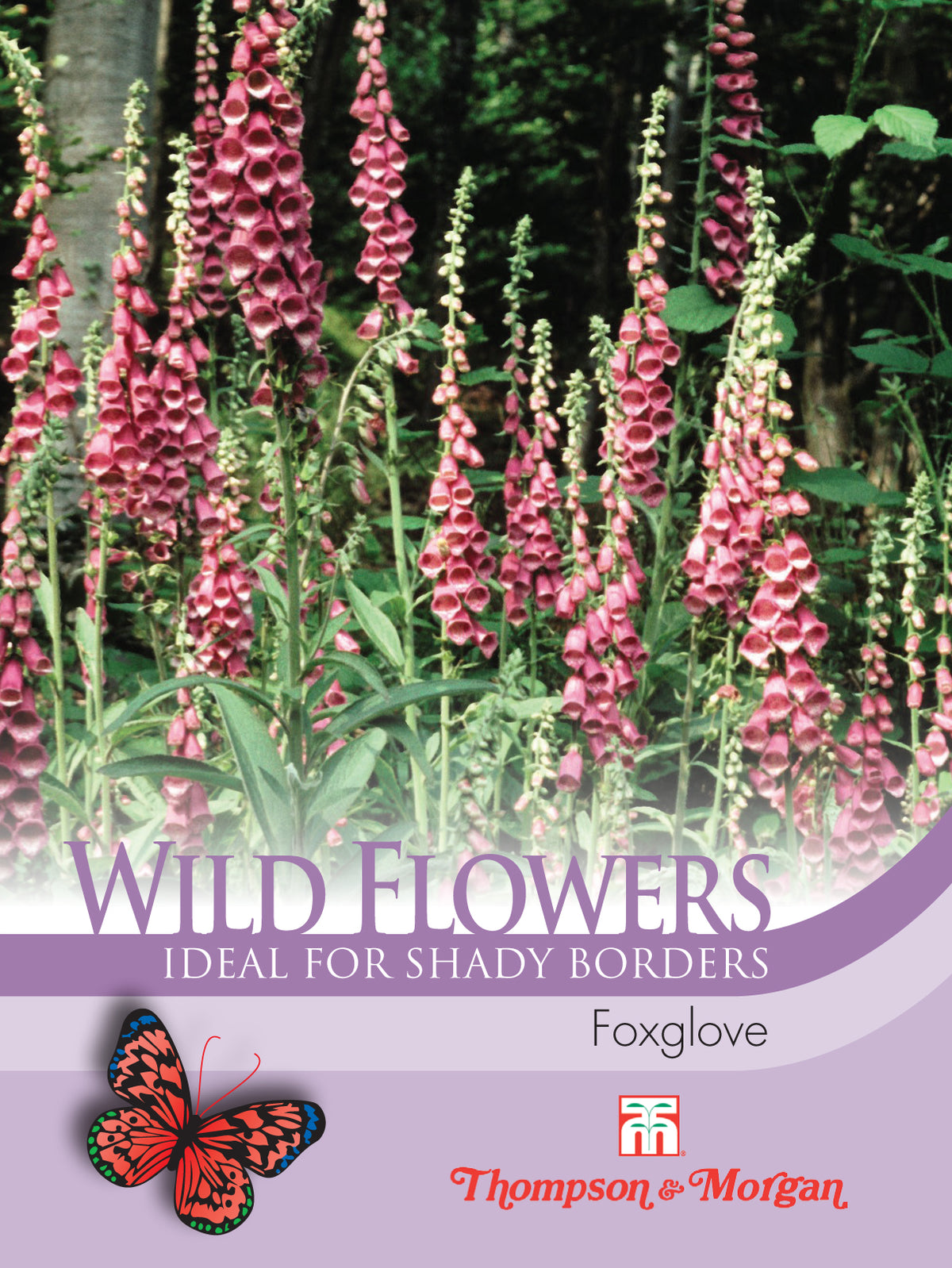 Wild Flower Foxglove- Pack of seeds