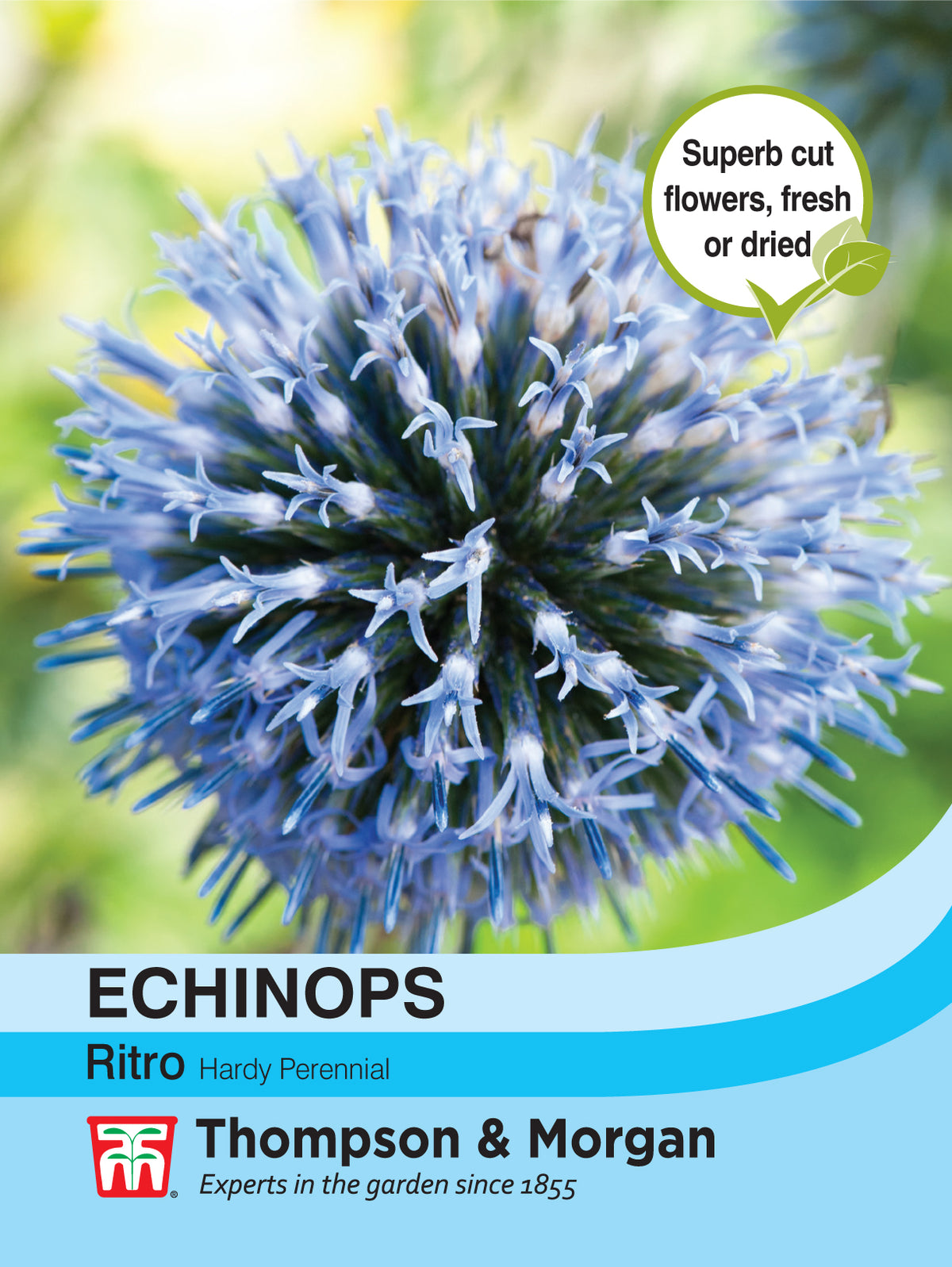Echinops Ritro- Pack of seeds