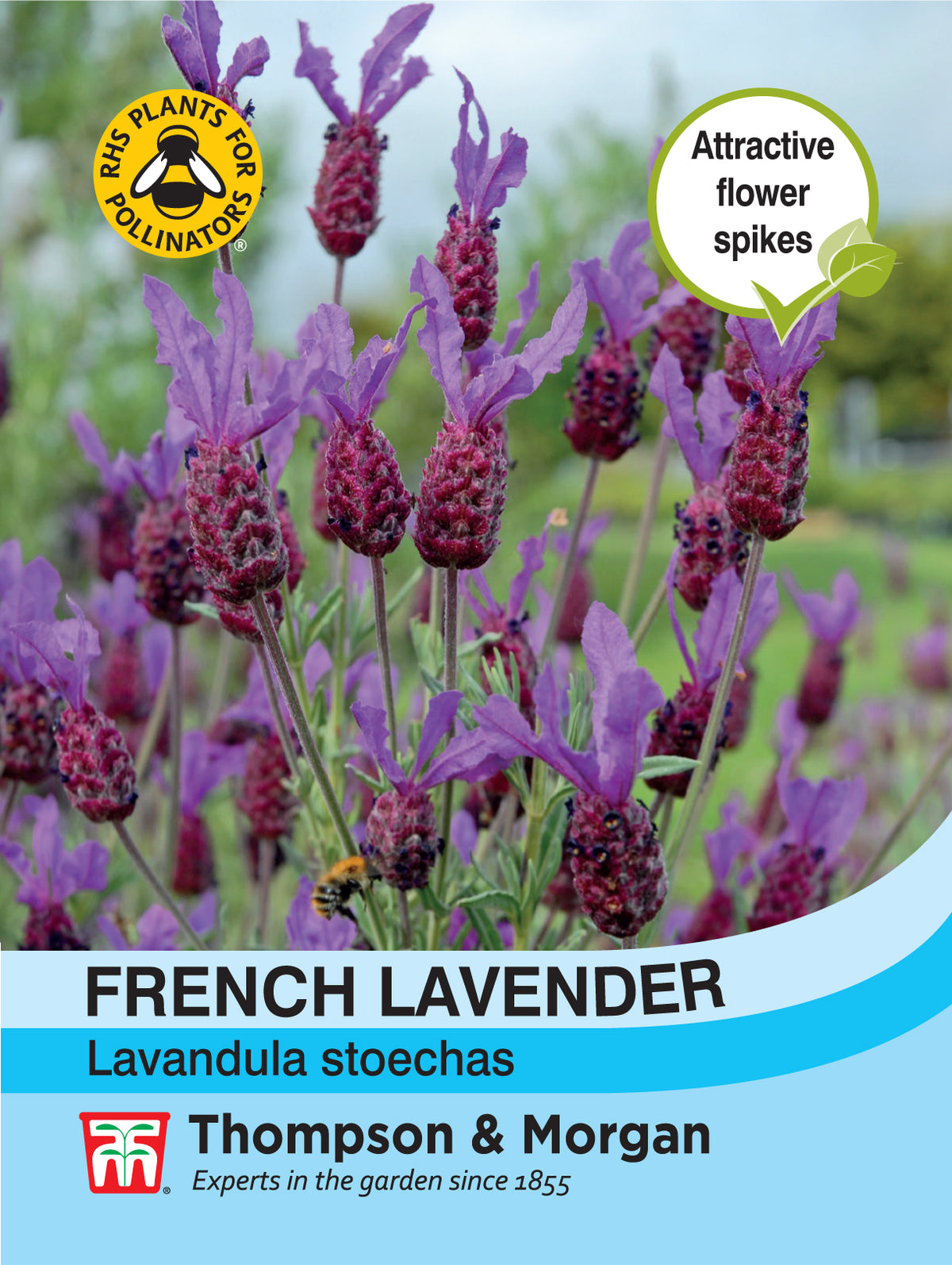 Lavender French- Pack of seeds
