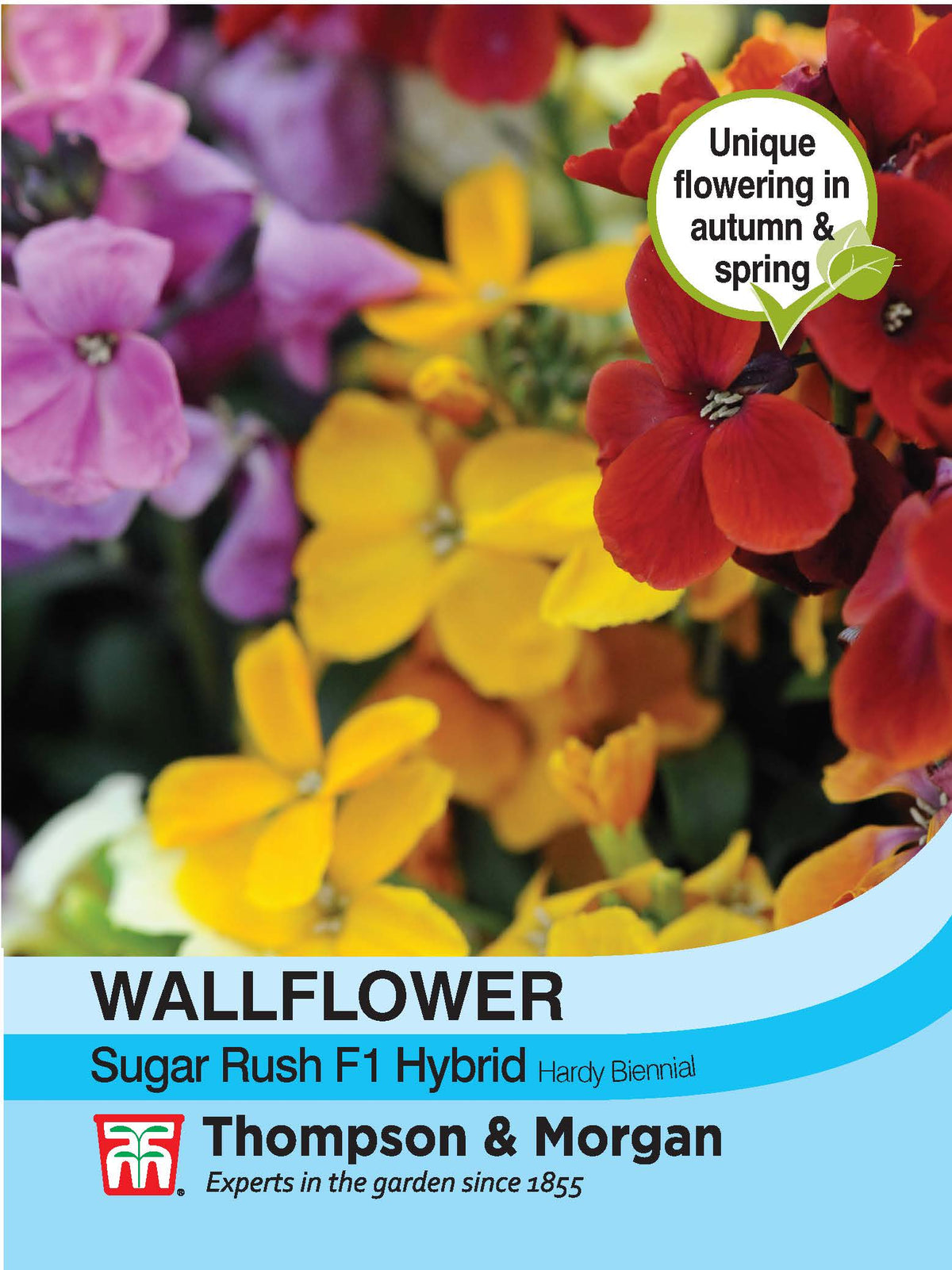Wallflower Sugar Rush F1 Hybrid- Pack of seeds