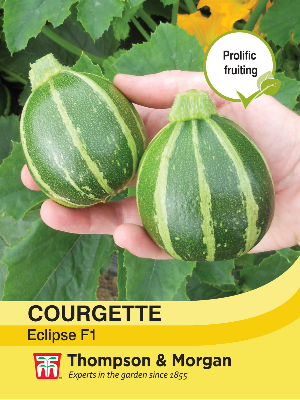 Courgette Eclipse F1 Hybrid- Pack of seeds