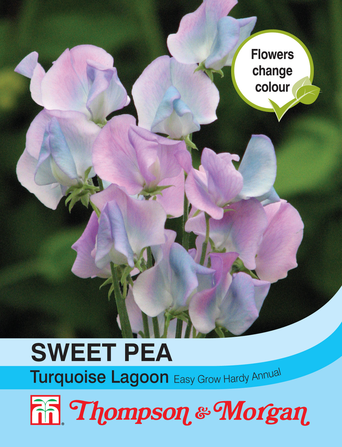 Sweet Pea Turquoise Lagoon- Pack of seeds