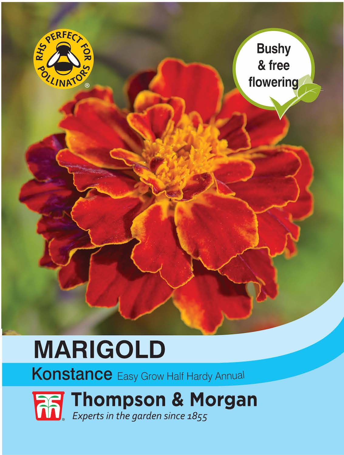 Marigold Konstance (French)- Pack of seeds