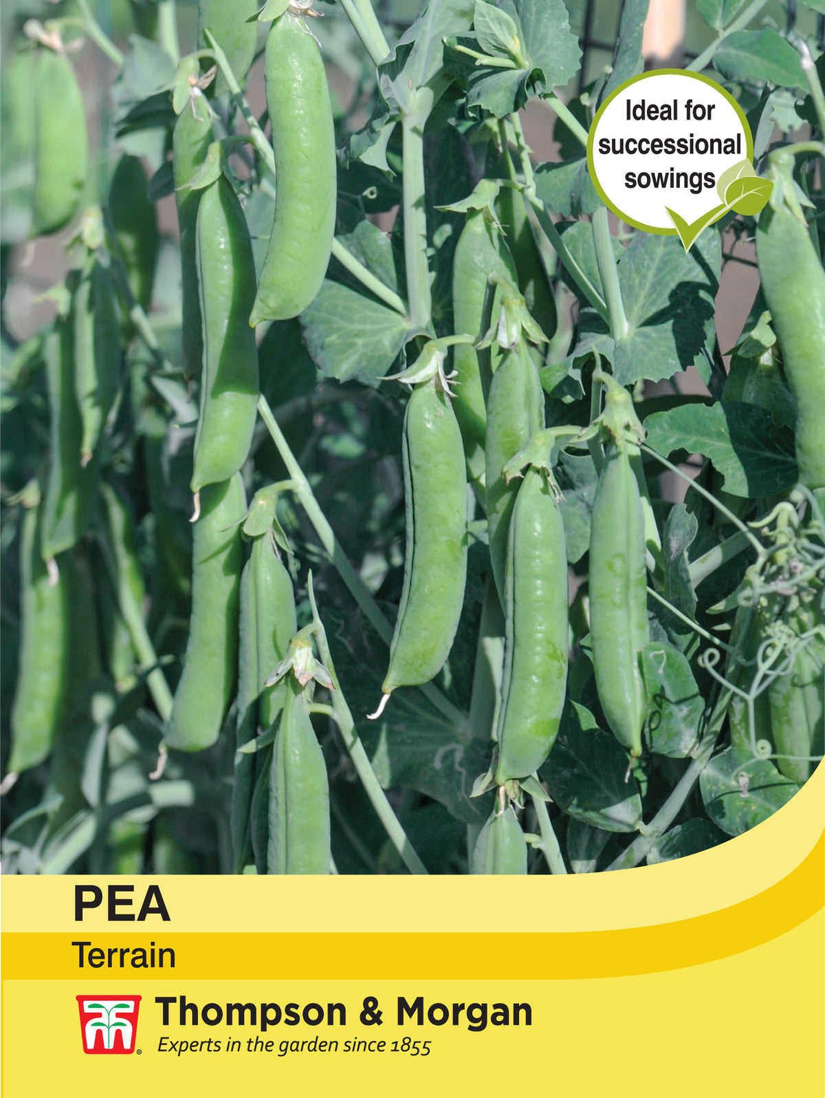 Pea Terrain- Pack of seeds